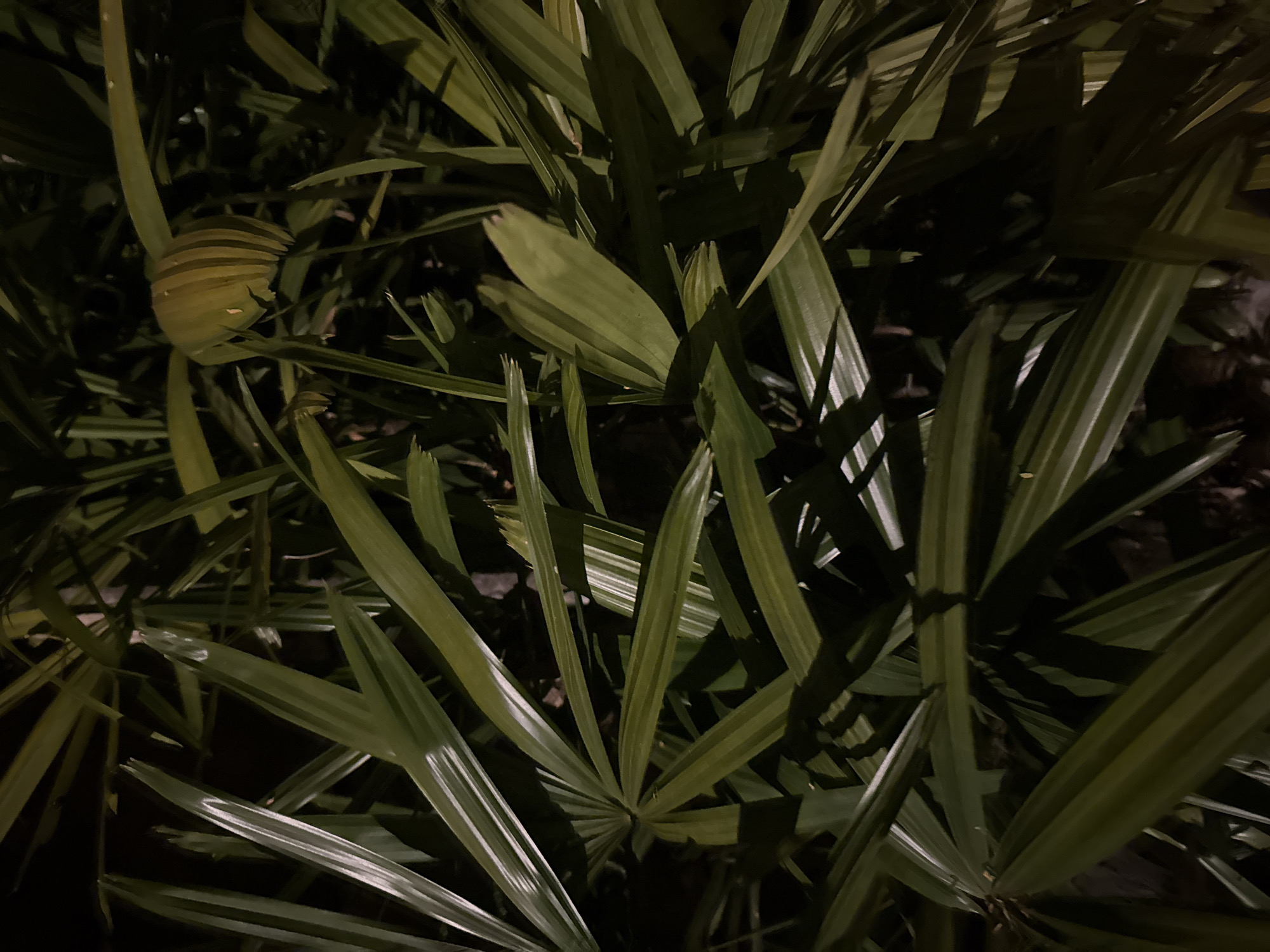 The image shows a close-up view of palm fronds at night. The lighting is dim, with some fronds illuminated by what appears to be artificial light, creating highlights. A partially opened flower bud, or perhaps a new leaf emerging, is visible in the upper right quadrant, with a striped texture and a yellowish-green hue. The fronds are a dark green color, and their long, pointed leaves are arranged in a radial pattern. The background is dark and indistinct, suggesting a natural or garden setting. The image does not contain any people, actions, or interactions. The location in Kuta Selatan, Indonesia, implies a tropical environment where such palm foliage would be common.