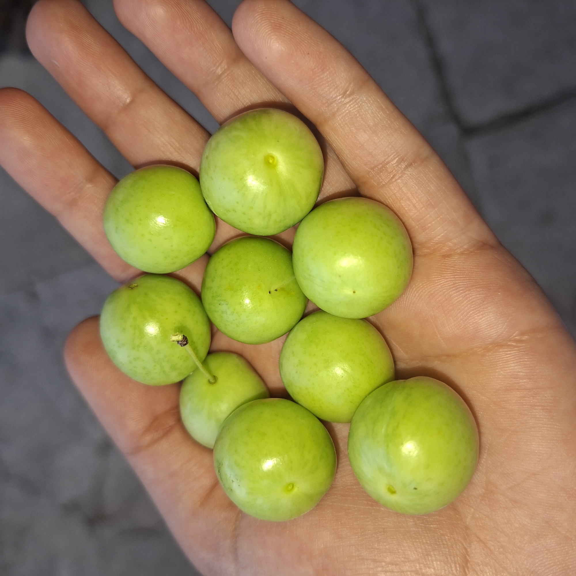 A close-up, overhead shot shows a person's open palm holding several unripe green plums. The hand is positioned against a dark, textured background that appears to be a paved surface, possibly in Markovo, Bulgaria. The plums are round and smooth with slight variations in color, ranging from a pale green to a more vibrant lime green. Some of the plums have small stems or remnants of stems attached. The lighting highlights the glossy surface of the fruit. The focus is sharp on the plums and the palm, with the background slightly blurred.