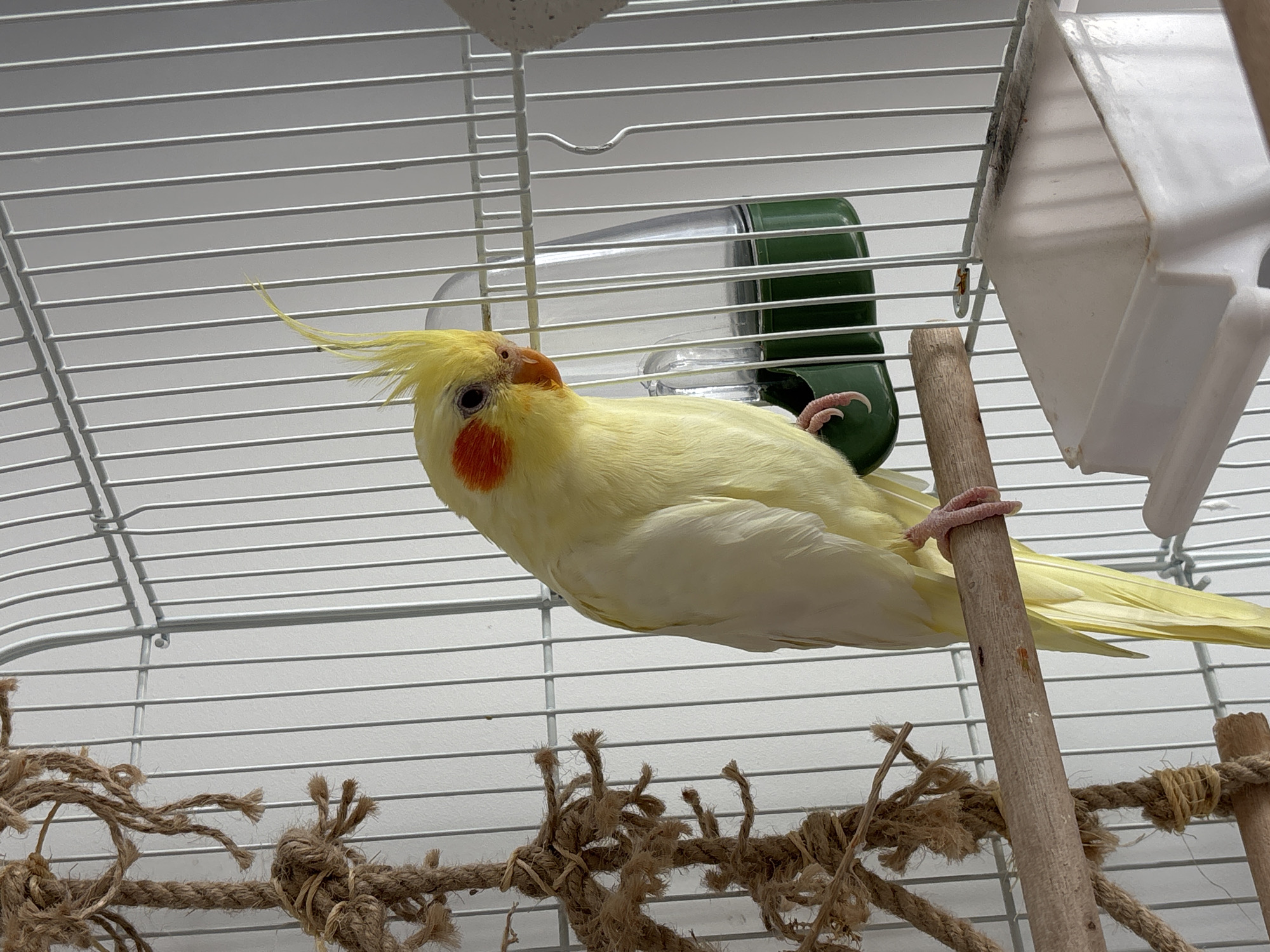 A light yellow cockatiel with prominent orange cheek patches and a small yellow crest is the central subject of the image, positioned inside a white metal bird cage. The bird is perched on a wooden dowel, leaning to its left with its head slightly tilted upwards and to the right, exhibiting an alert posture. Its black eye is clearly visible.
The cage is constructed with white horizontal and vertical metal bars. Various avian accessories are visible within the cage. Behind the cockatiel's head, a green and clear plastic water dispenser is attached to the cage bars. To the right, a white plastic feeder or cup shows dark discoloration, possibly mold, along its upper edge. Below the bird, a thick, braided rope toy or perch, characterized by its frayed ends, stretches across the lower section of the cage. Another wooden perch is partially visible to the right. The background behind the cage appears to be a plain, light-colored wall, indicating an indoor setting. The lighting is bright and consistent. No people or visible text are present in the image.