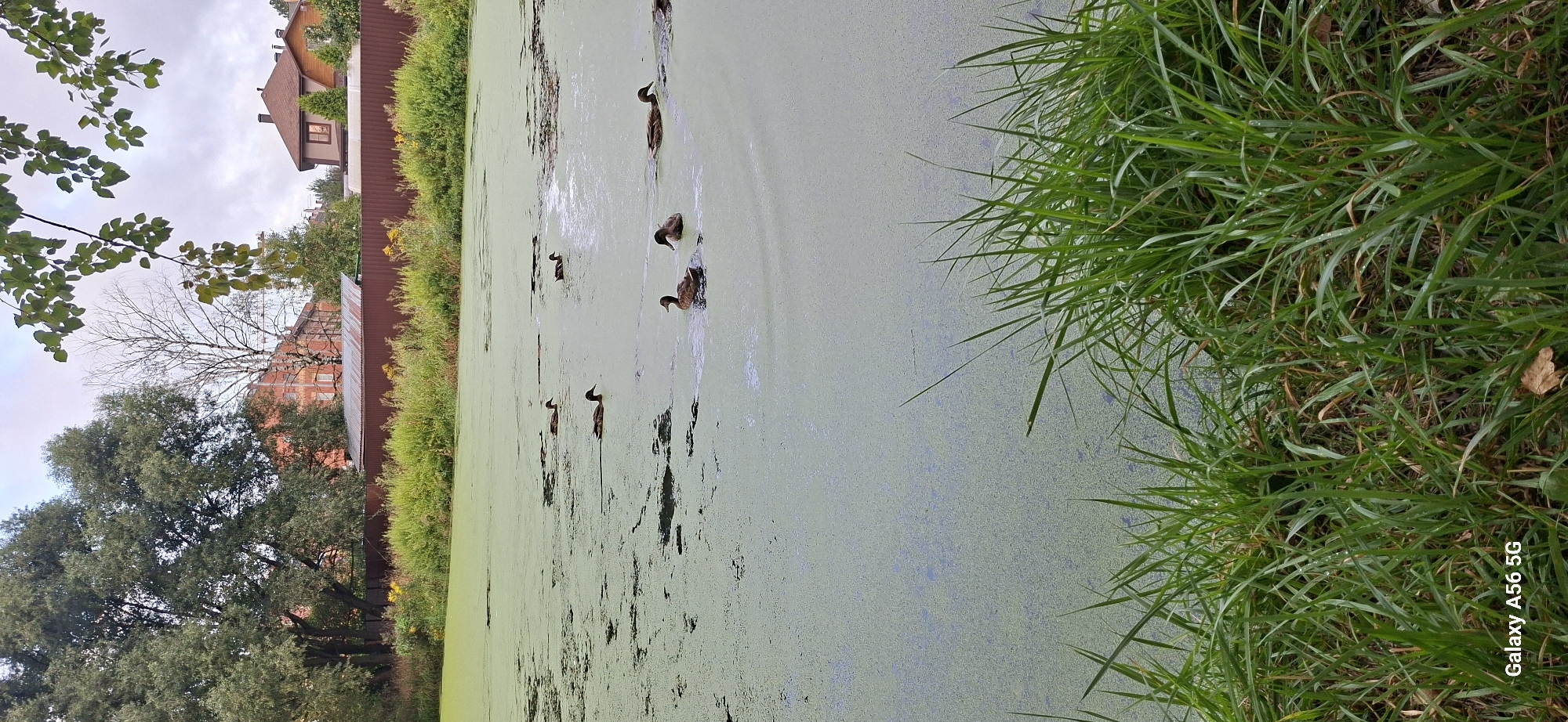 In Kommunarka, Russia, a flock of ducks swims in a pond covered in a thick layer of green algae. The pond is surrounded by lush green grass and trees, with a brown fence and several houses visible in the background. The sky is overcast. The image is captured from a low angle, emphasizing the grass in the foreground.