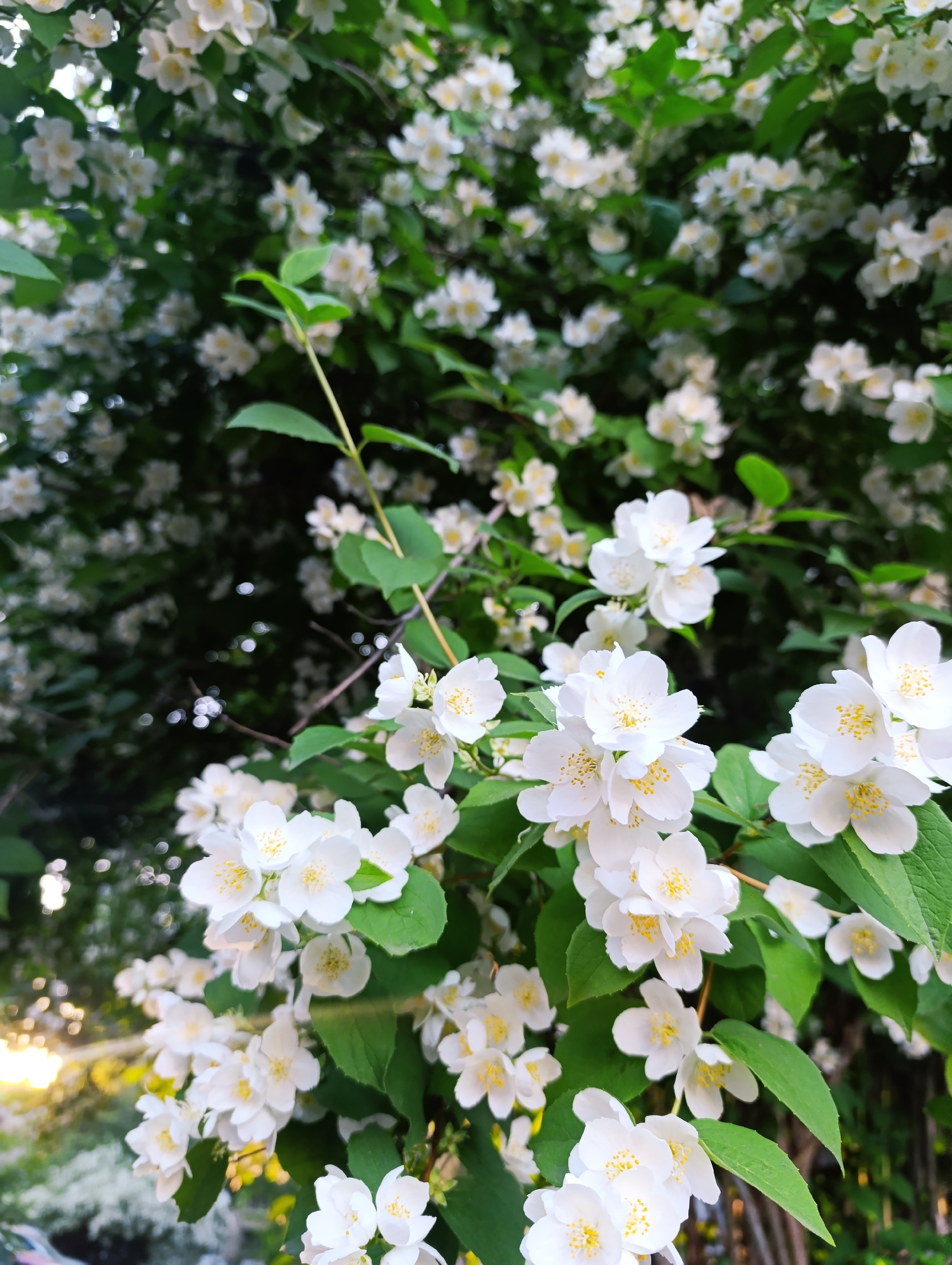 This is a vertical, medium shot of a blooming jasmine bush in Chernogolovka, Russia. The bush is densely covered in small, white, star-shaped flowers with yellow centers, interspersed with dark green leaves. The flowers are in various stages of bloom, with some fully open and others still in bud. The bush fills most of the frame, creating a soft, organic texture.
In the background, the bush continues, with many of the flowers and leaves appearing out of focus, creating a bokeh effect. On the left side of the image, the lower portion of the frame shows a soft, blurred background with hints of sunlight and possibly a hint of a car. The sunlight is warm and golden, suggesting it is either early morning or late afternoon. The overall mood is peaceful and serene, evoking the beauty of nature in bloom.
There is no visible text in the image. The scene appears to be outdoors, likely in a garden or park, given the presence of lush foliage and the natural light. The weather appears to be pleasant, allowing for the flowers to be in full bloom.