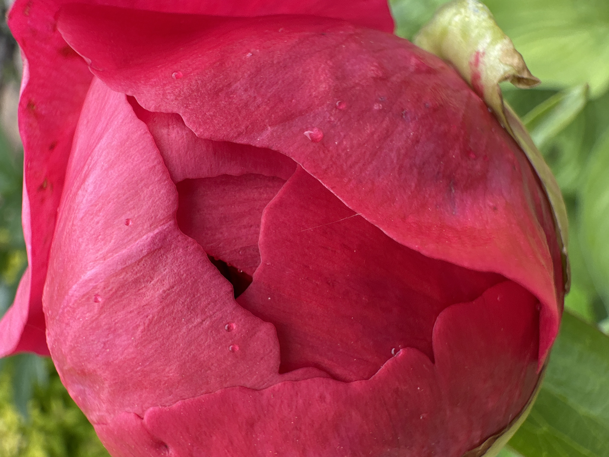 A close-up, vertically oriented, eye-level shot shows the unfurling petals of a vibrant pink peony bud. Small, glistening droplets of water are visible on the surface of the petals, suggesting recent rain or dew. The petals are textured and have a velvety appearance, with some darker speckles scattered across them. The base of the bud shows hints of pale green sepals. The background is a soft blur of green foliage, indicating the flower is growing outdoors in a garden setting. The image is sharp and detailed, focusing on the delicate beauty of the peony.