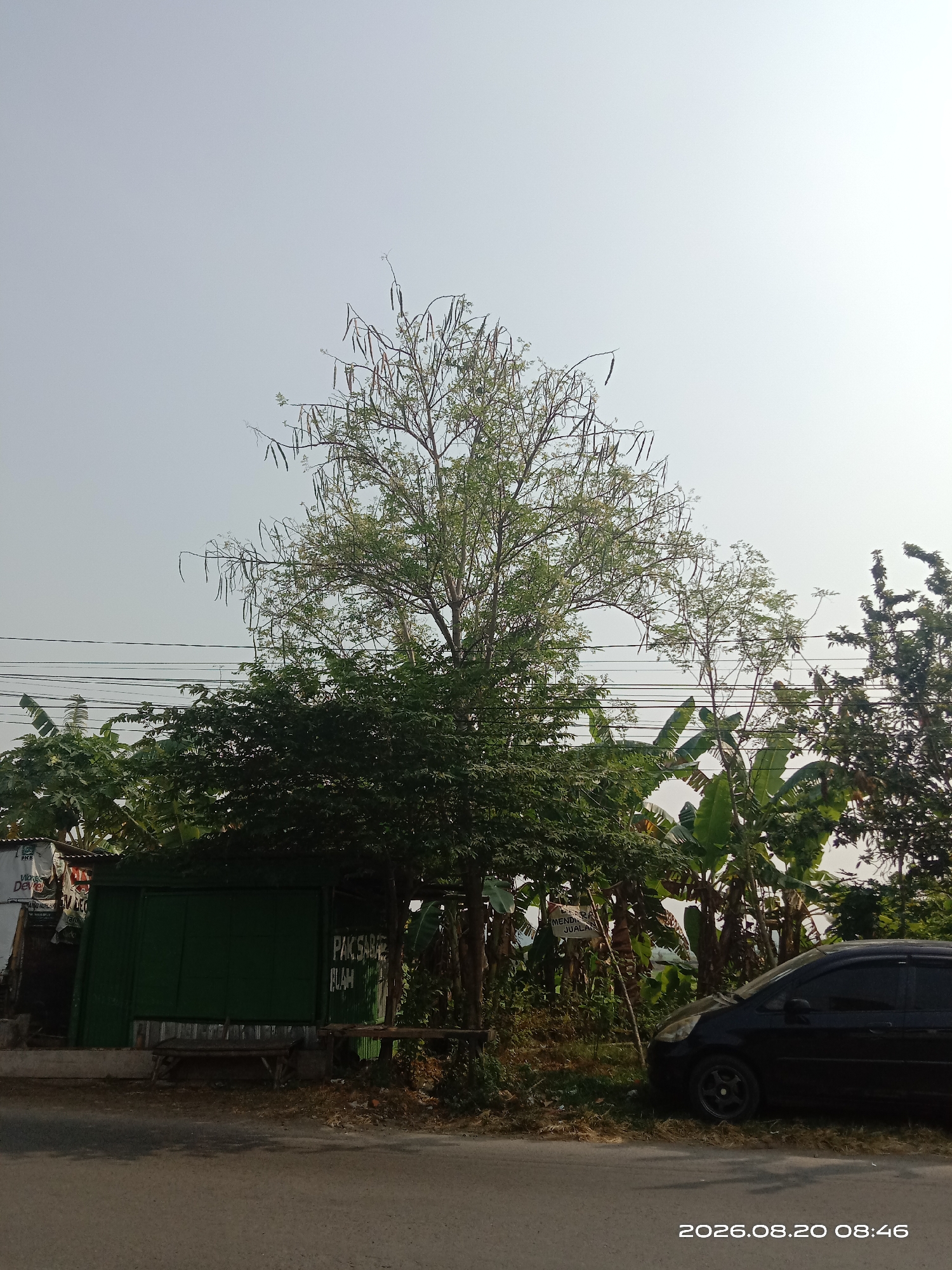 This image depicts a roadside scene in Gudo, Indonesia, as indicated by the timestamp and location tag. A mature tree with long, hanging seed pods dominates the center of the frame, its branches reaching towards a pale, overcast sky. Beneath the tree, a dark green corrugated metal structure, possibly a shop or kiosk, is visible. A wooden bench sits in front of the structure. To the right of the tree, a black hatchback car is parked on the grass verge beside the paved road. Further in the background, lush green banana trees and other foliage suggest a tropical environment. The overall impression is one of a quiet, rural or semi-urban setting, typical of Indonesian streetscapes.