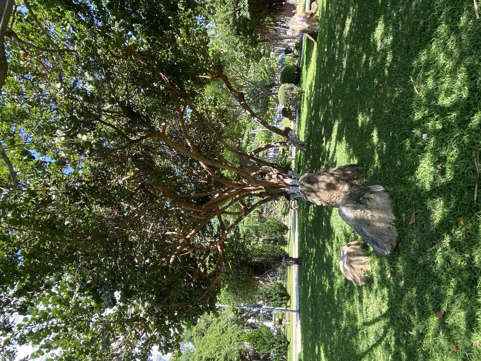 The image depicts a park scene in Nha Trang, Vietnam. In the foreground, a large tree with a gnarled trunk and dense green foliage dominates the frame. Its branches extend outwards, casting dappled shadows on the neatly manicured green grass. Several large, natural stones are scattered across the lawn, adding an element of natural landscaping. In the midground, more trees and shrubs are visible, creating a layered effect of greenery. A paved path runs through the park, and in the background, the indistinct outlines of buildings can be seen, suggesting an urban setting. The overall atmosphere is serene and verdant, characteristic of a public park. There are no people or animals visible in the image.