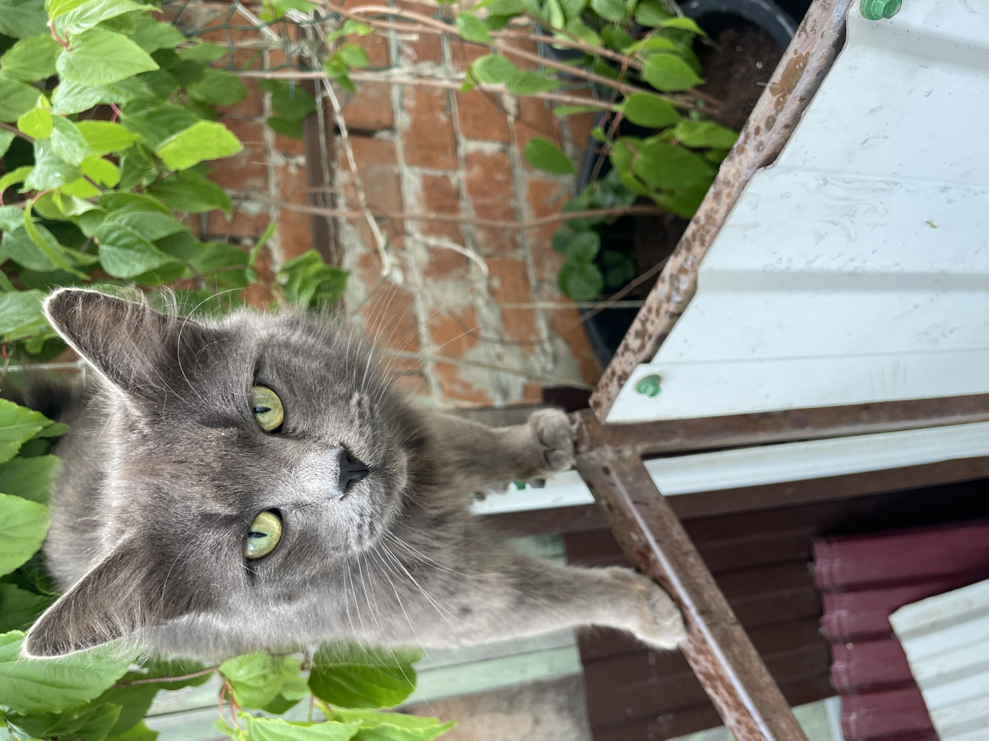 A gray cat with green eyes peers directly into the camera, its paws gripping a weathered brown metal frame. The cat is surrounded by green leaves and vines, some of which are climbing a brick wall visible in the background. A structure with white and maroon corrugated panels stands behind the cat. The scene appears to be outdoors, with the cat possibly perched on a structure. The location is Olginka, Russia.