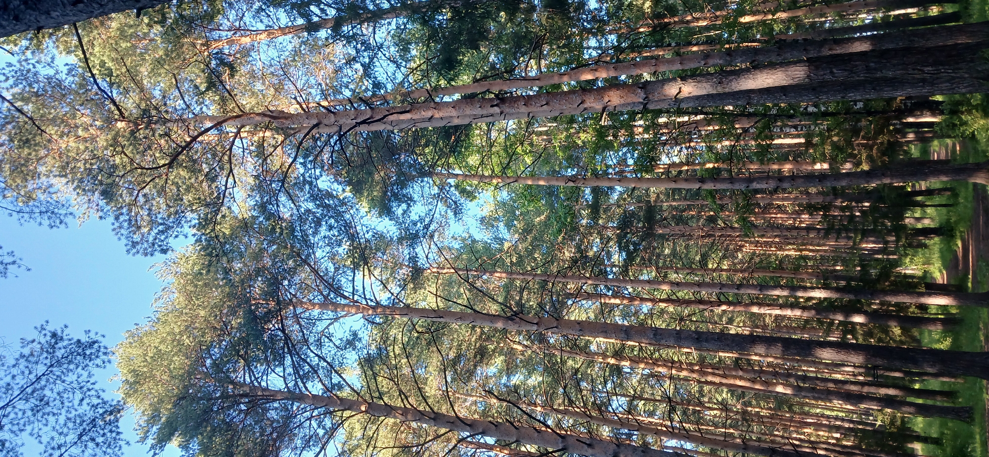 The media file depicts a sunlit forest scene with tall pine trees. The camera is tilted upwards, capturing the dense canopy of branches and needles against a clear blue sky. The sunlight filters through the leaves, creating dappled patterns on the tree trunks. The trees are closely spaced, suggesting a dense forest or a managed woodland. In the background, a path can be seen winding through the trees, with green grass and foliage lining its edges. The overall impression is one of a peaceful, natural setting. The time of day appears to be daytime, likely late morning or afternoon, given the angle of the sun and the bright lighting. There are no people or discernible objects in the scene, apart from the natural elements of the forest. No text is visible in the image. The location context of Zlatoust, Russia, aligns with the depiction of a temperate forest.