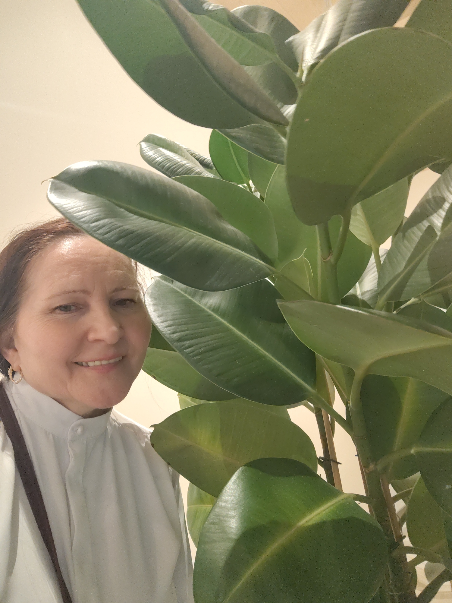 The image captures a smiling woman posing next to a large, vibrant Ficus elastica, commonly known as a rubber plant, in an indoor setting. The scene is likely set in Moscow, Russia, as per the provided context.
The subject is a middle-aged woman, positioned on the left side of the frame, looking towards the viewer with a gentle smile. She has light brown hair, which appears to be pulled back, and is wearing a light-colored, possibly white or cream, collared shirt. A dark strap, possibly from a bag or glasses, is visible over her left shoulder, and she wears a small gold hoop earring in her visible ear. Her expression conveys a sense of calm and friendliness.
The dominant object is the large rubber plant, filling the right side of the image and extending into the foreground. It features numerous big, glossy, dark green leaves, which appear healthy and well-maintained. Some support stakes are visible within the plant's foliage, aiding its structure. The background is a plain, light-colored (cream or beige) wall, providing a simple backdrop. The lighting is soft and even, characteristic of indoor ambient light. There is no visible text in the media file.