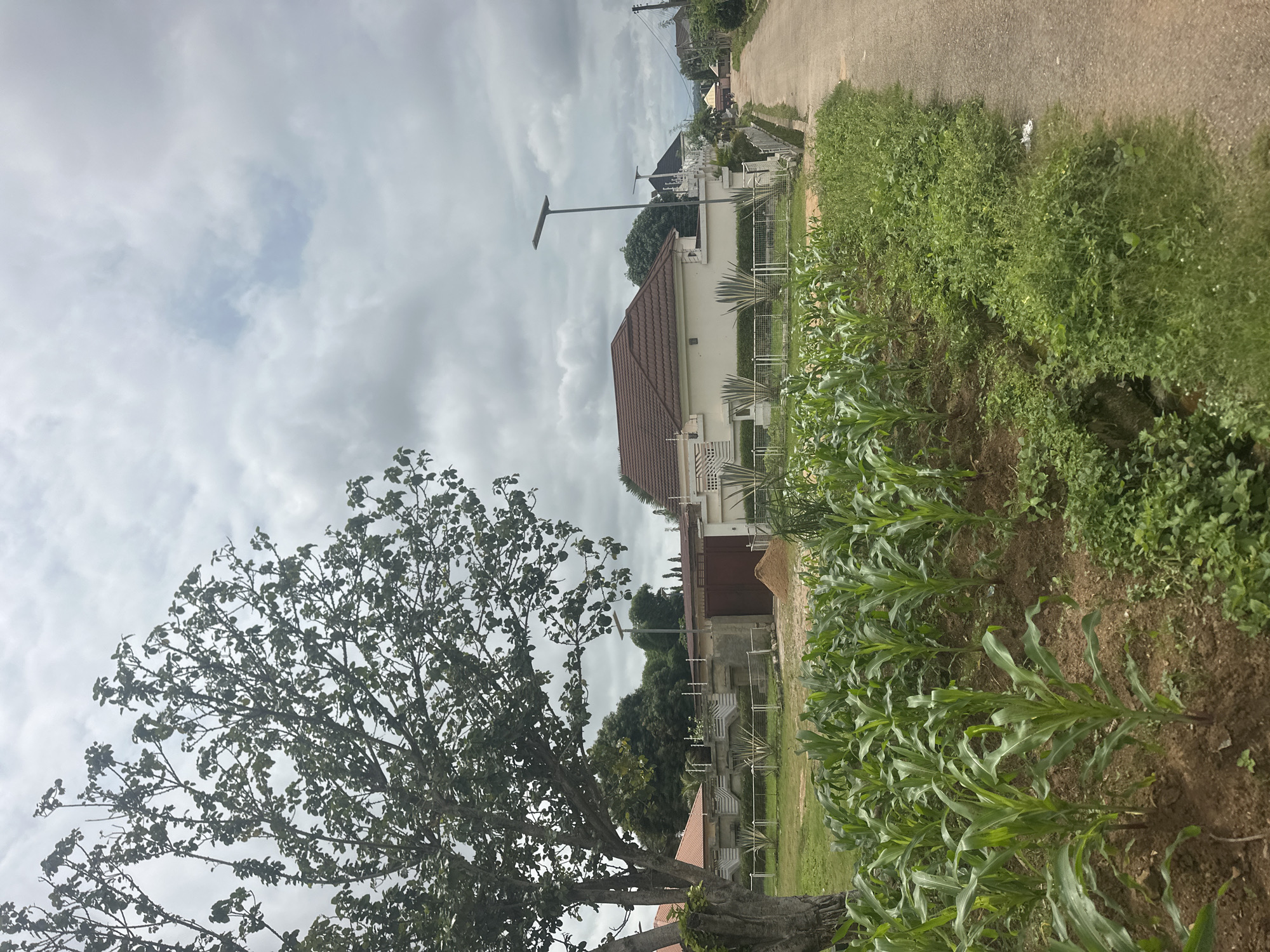 This is a landscape photograph taken outdoors in Akwanga, Nigeria, under a cloudy sky. The image is oriented vertically. In the foreground, a large tree with dense foliage dominates the left side of the frame. To the right of the tree, a field of young corn plants is visible, growing in rows in reddish-brown soil. Beyond the cornfield, a paved road runs diagonally into the distance.
On the right side of the road, a modern house with a brown tiled roof and white walls is partially visible. A white metal fence runs along the front of the property. A tall, slender solar-powered street lamp stands near the house. Further down the road, more houses and buildings are scattered amongst greenery, suggesting a residential area. The overall impression is of a rural or semi-urban setting on an overcast day. There is no discernible text in the image. The scene suggests a typical day in the location, with no specific event taking place.