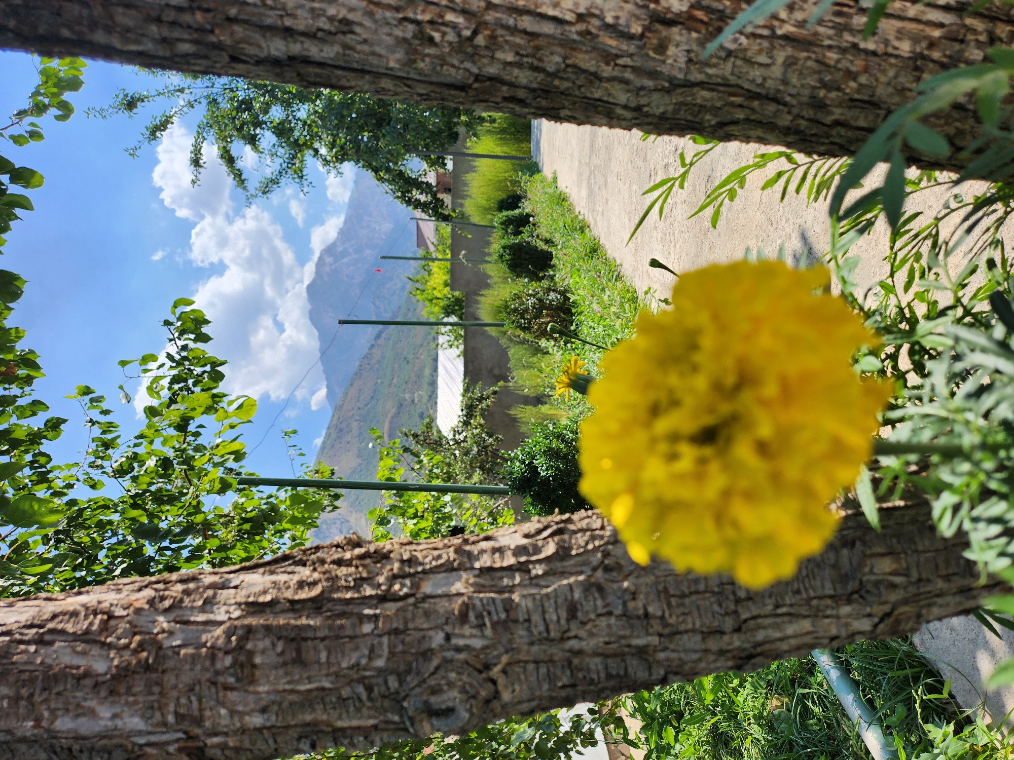 This is a daytime, eye-level, outdoor photograph taken in the city of Yangikurgan, Uzbekistan. The image features a blurred yellow marigold in the foreground, positioned between two tree trunks. A paved walkway runs through the middle ground, bordered by a lush green garden with various plants and bushes. In the background, a low stone wall encloses the garden, with buildings and trees visible beyond it. Towering mountains form the backdrop under a bright blue sky dotted with fluffy white clouds. The scene depicts a serene natural environment, likely a residential area or a park within Yangikurgan.