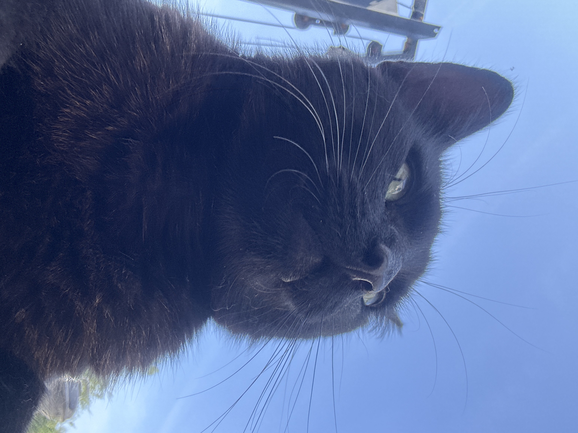 This is a close-up, low-angle, outdoor photograph of a black cat against a clear blue sky. The cat's face is the primary subject, with its green eyes looking upwards and slightly to the right. Its whiskers are prominent and spread out. The cat's fur appears dark and slightly fluffy. In the background, there is a hint of green foliage and possibly some man-made structures, suggesting an urban or suburban environment. There is no information in the image to determine the specific location within Moortown, Ireland.