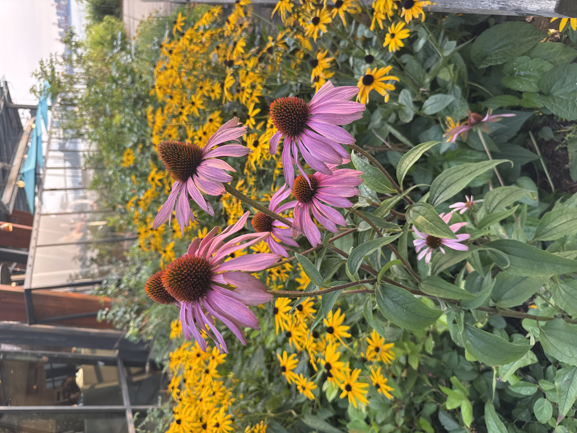 The image shows a close-up view of pink coneflowers in bloom, with a background of yellow Black-Eyed Susans. The flowers are in a garden setting. In the upper left portion of the image, a modern building with large glass windows is visible, suggesting an urban or commercial area. The building's architecture includes exposed beams and a sloped roof. Beyond the building, trees and what appears to be a body of water with industrial structures can be seen, hinting at a waterfront location. The overall lighting suggests it is late afternoon or early evening. The scene is likely a public space or a restaurant with an outdoor garden, possibly in the city of North Vancouver, Canada, given the reference to that location.