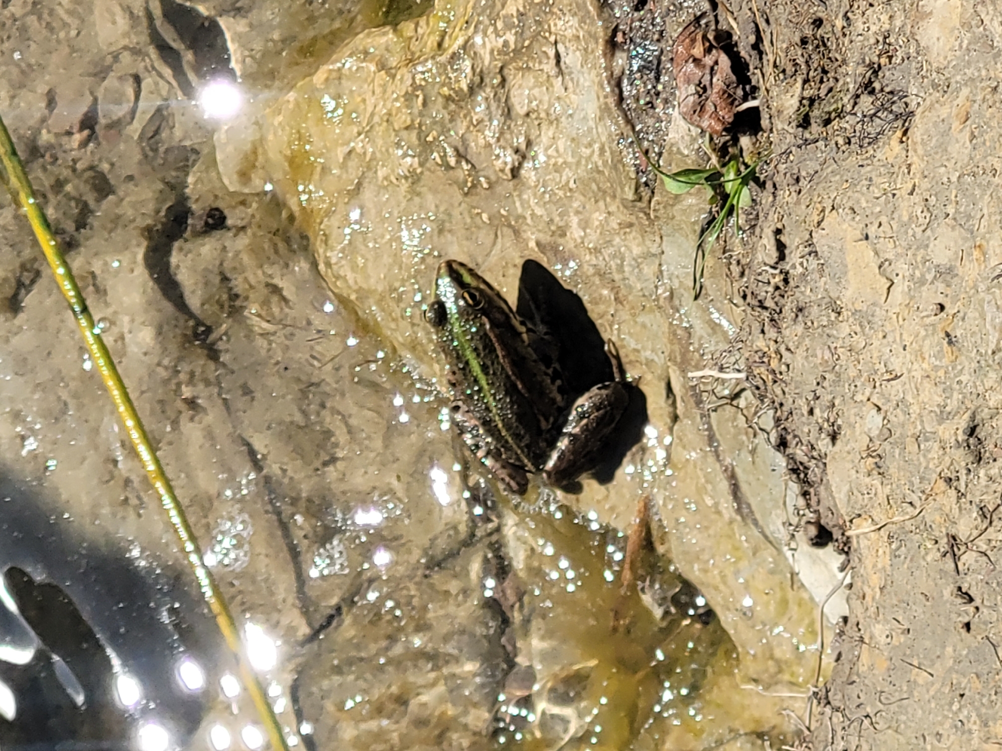 A small, green and brown frog sits on a wet, rocky surface near a body of water. The frog is positioned facing left, with its head slightly raised. The surface appears to be a mixture of mud, stones, and shallow water with reflections. A single yellow-green blade of grass is visible to the right of the frog, along with some dry leaves and soil. The scene is lit by bright sunlight, creating highlights on the water and surfaces. The image was taken outdoors, likely in a natural setting within Jūrmala, Latvia, possibly along the coast or a body of water such as the Lielupe River. There are no people or man-made objects immediately apparent in the foreground or mid-ground.