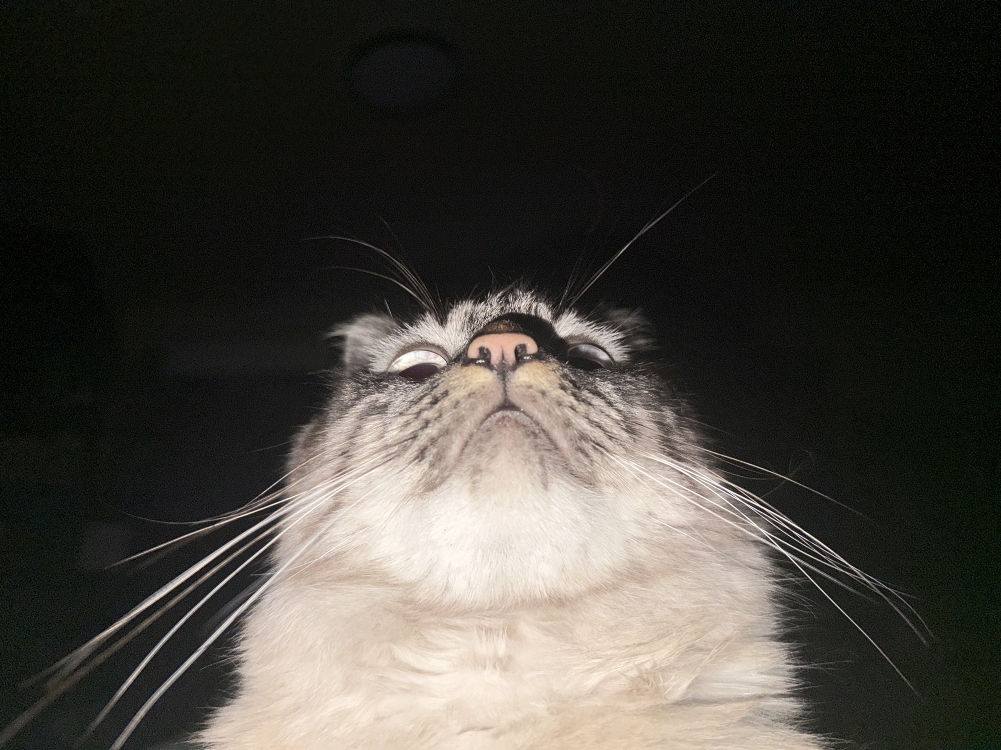 A low-angle shot of a cat's face is set against a black background. The cat is primarily white and gray, with long white whiskers. The cat's eyes are visible, and the nose is pink. There is a dark circular shape above the cat. No people, specific objects, or city details are present. No actions or interactions are evident.
