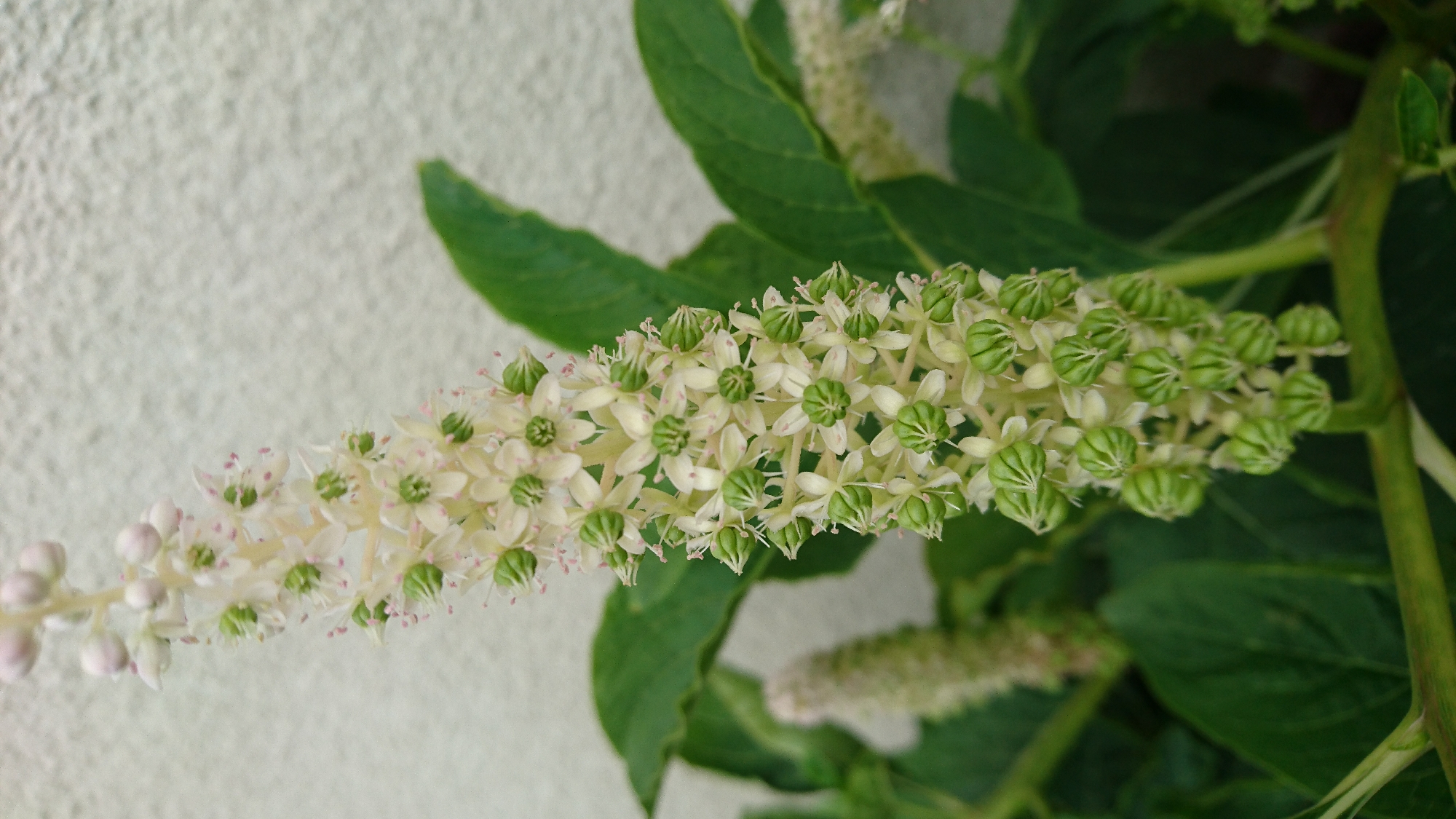 The image shows a close-up of a blooming plant with a tall, upright flower stalk. The stalk is covered in numerous small, star-shaped white flowers, many of which have green buds or developing seed pods at their centers. Delicate pink stamens are visible on some of the opened flowers. The plant has large, dark green leaves that partially frame the flower stalk. In the background, a textured, light-colored wall is visible, along with other out-of-focus greenery. The scene appears to be in an outdoor setting. This image was taken in Dvirets, Ukraine.