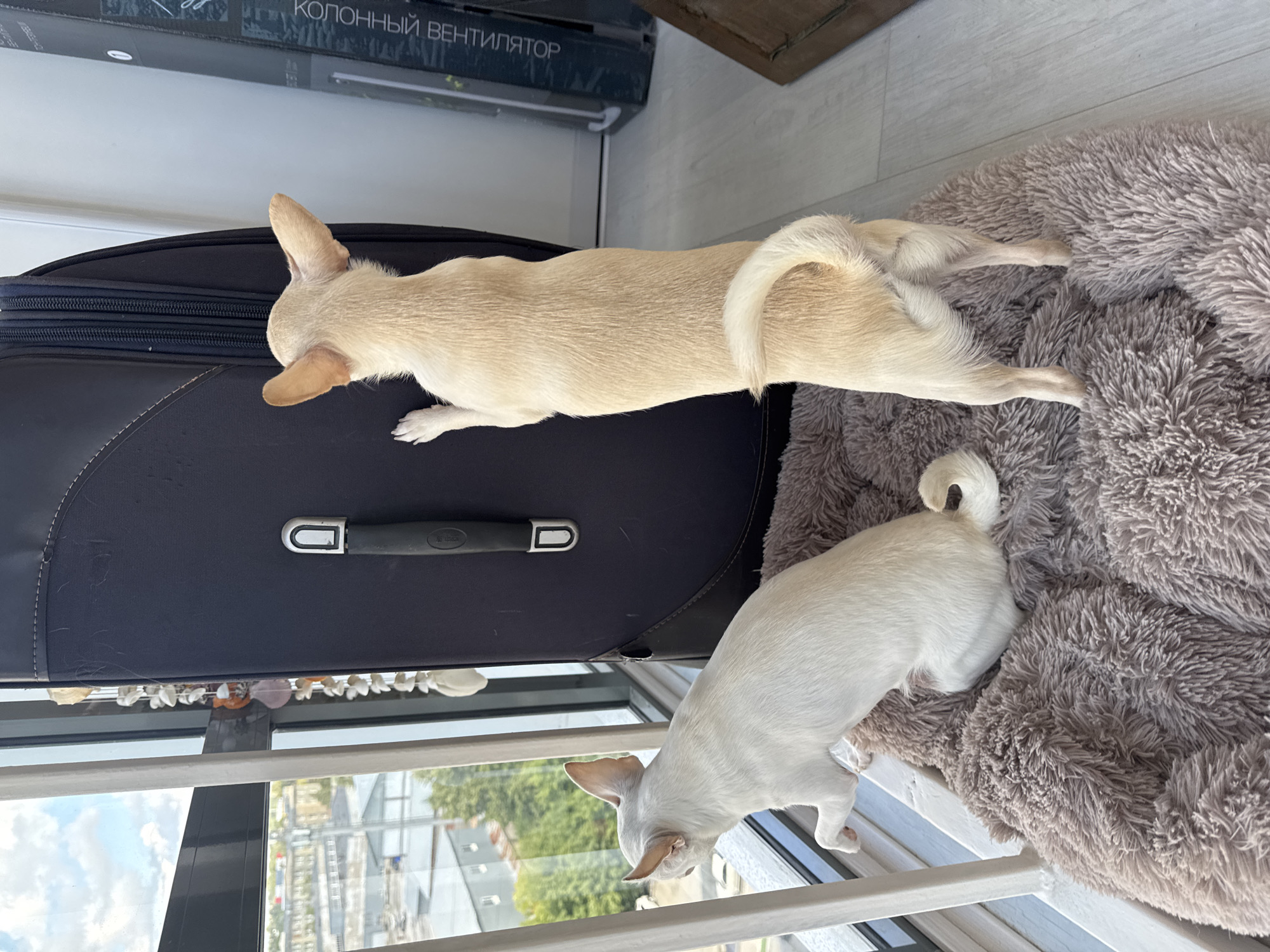 Two chihuahuas, one light-colored and one white, are positioned near a large dark suitcase in front of a window. The white chihuahua is seated on a fluffy brown dog bed, facing the window. The light-colored chihuahua is standing on the dog bed, facing away from the viewer and looking out the window, with its front paws resting on the suitcase. The window overlooks a cityscape with buildings and trees, suggesting an urban environment. The scene appears to be indoors, with a floor visible and part of a wall in the background. The overall impression is one of domesticity. The location of Novosibirsk, Russia is not discernible from the visual information provided.