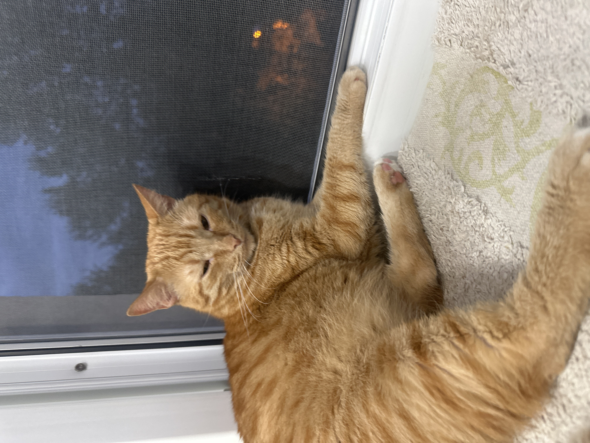 An orange tabby cat is lying on a windowsill, looking out a window with a screen. The cat's eyes are mostly closed, and its paws are extended. The windowsill is covered with a light-colored, textured mat with a subtle green design. Outside the window, the sky is a dusky blue, and trees are visible. There are also some blurry orange lights visible in the distance. The overall impression is one of a relaxed cat enjoying a quiet moment.