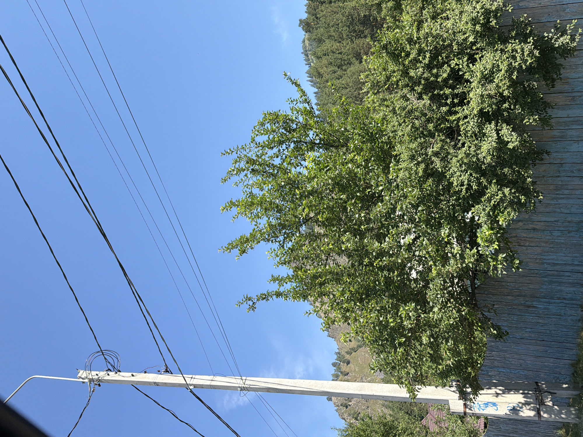 The image depicts an outdoor scene under a clear blue sky. In the foreground, a light blue wooden fence runs horizontally across the lower portion of the frame. To the left, a white utility pole stands vertically, adorned with wires and insulators. Adjacent to the pole, a large, leafy green tree dominates the central and right sections of the image, its branches reaching over the fence. In the background, a forested mountainside is visible, with rocky outcrops and scattered trees. The scene appears to be in a rural or semi-rural setting. The location is specified as Uznezya, Russia. No people or overt actions are visible.