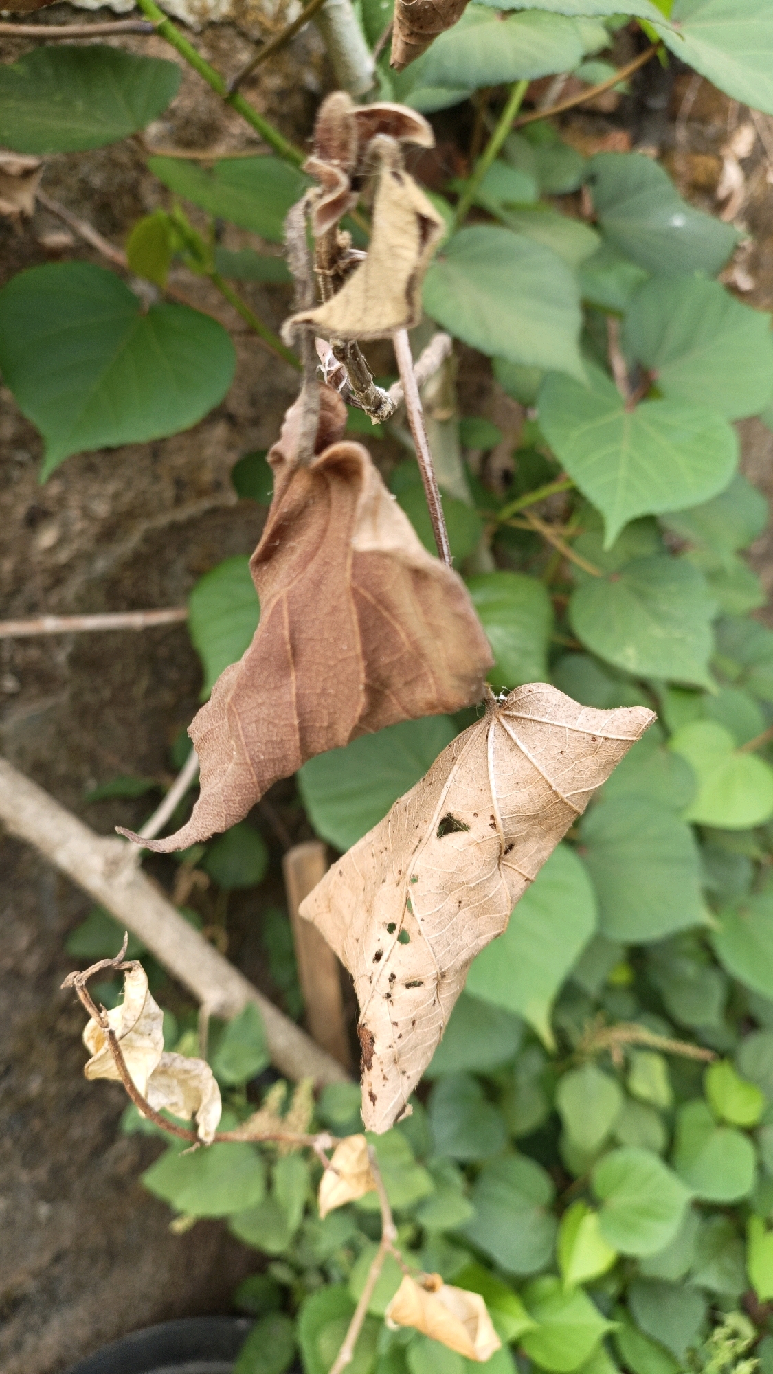 The image shows a close-up of several dead, brown leaves of varying sizes and shapes, some curled and brittle, others flatter with holes, hanging from thin, dry stems against a backdrop of vibrant green leaves and a textured, stone-like wall. The lighting suggests an outdoor environment, possibly a garden or natural area, with natural sunlight illuminating the scene. No people or specific landmarks of Cikal, Indonesia, are visible. The focus is on the texture and decomposition of the leaves, with a shallow depth of field blurring the background.
