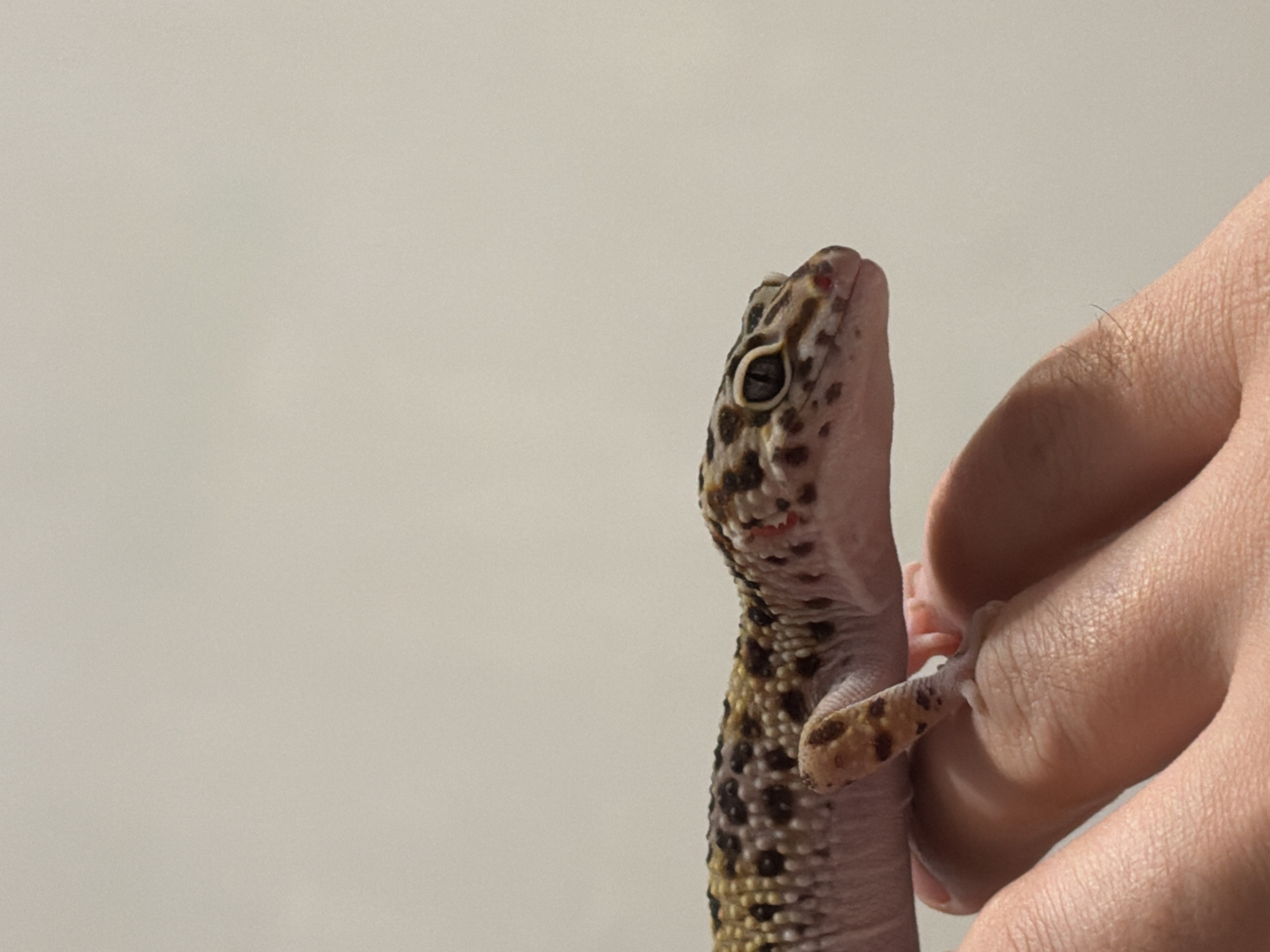 A leopard gecko is being held in someone's hand. The gecko has a pink underbelly, with yellow and black spots on its back. Its head has dark spots as well. The background is a neutral, light gray color. The person's hand is fleshy and pale. The scene does not suggest any location in Izhevsk, Russia, or any other specific city.