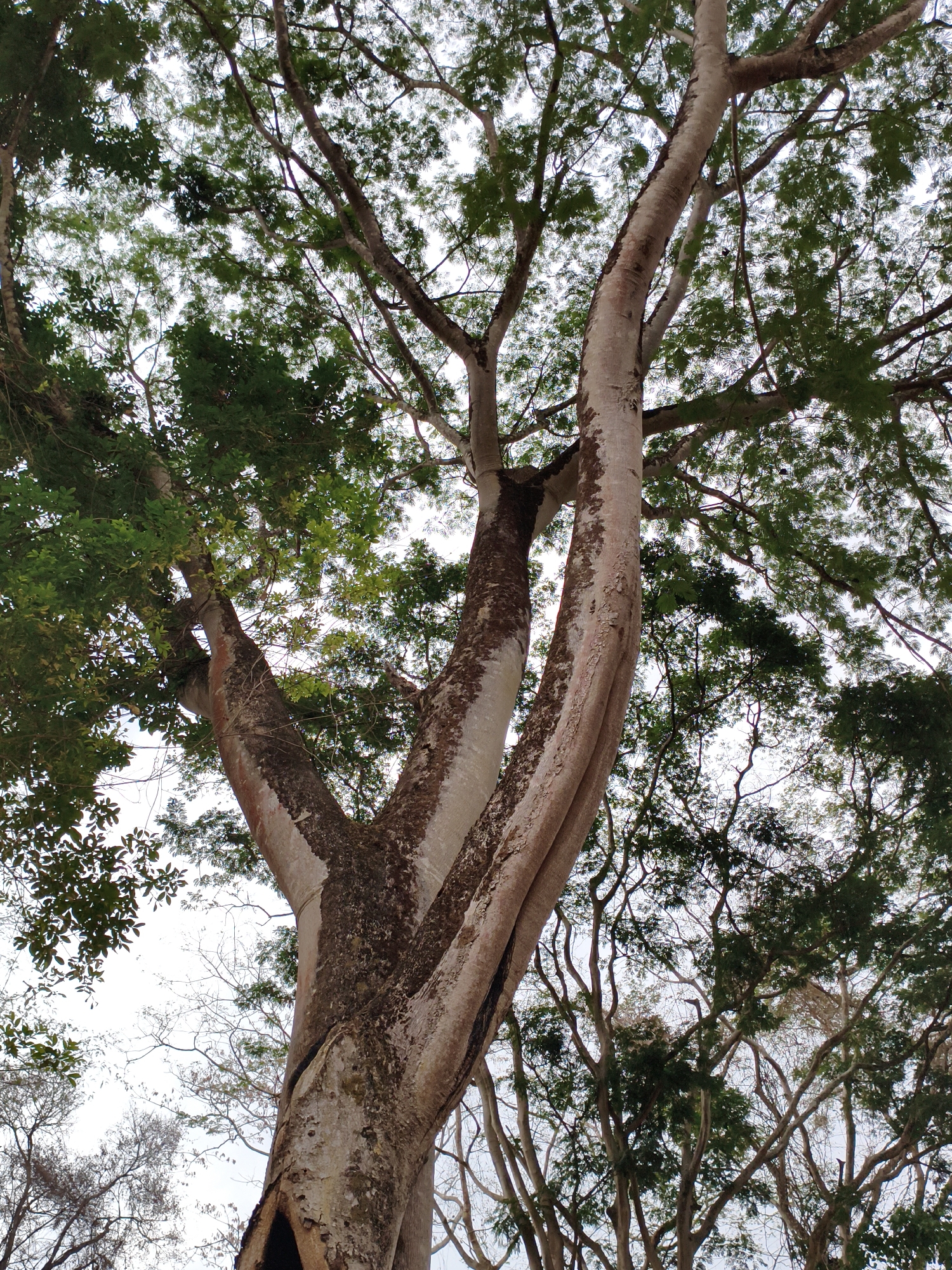 A low-angle shot captures the dense foliage and intricate branching structure of a large tree in Tinaquillo, Venezuela. The tree's trunk, marked by a combination of smooth, light-colored bark and rough, dark patches, splits into multiple thick branches that reach upward. These branches are densely covered with green leaves, creating a canopy that partially obscures the sky. Other trees with thinner branches and sparser foliage are visible in the background. A large hole is seen at the base of the tree.