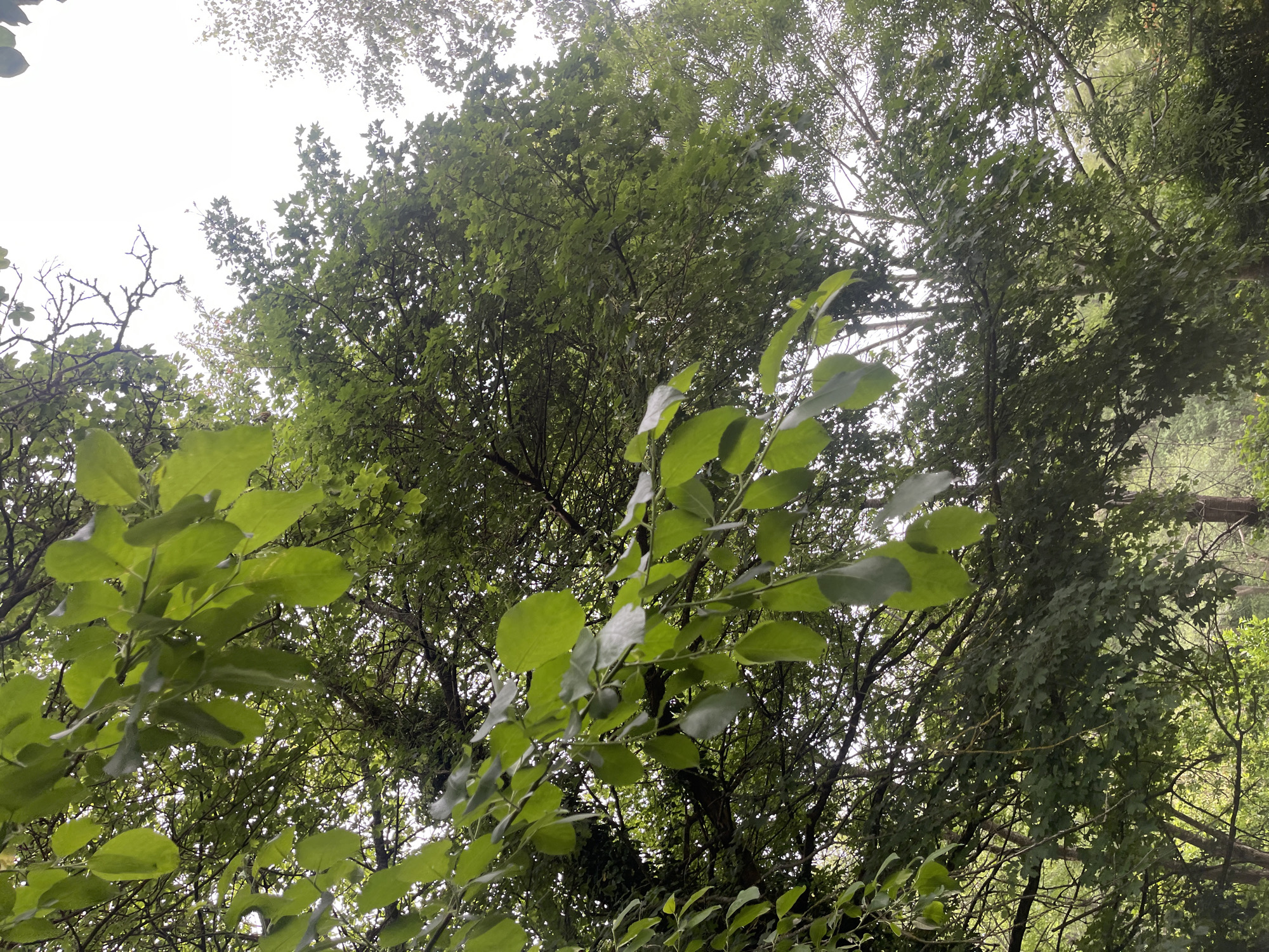 The image shows a view looking upwards into a canopy of green trees. The sky is visible in patches through the foliage. The scene is likely located in Maidstone, United Kingdom, based on user's request. There are no people visible. The environment is a wooded area.