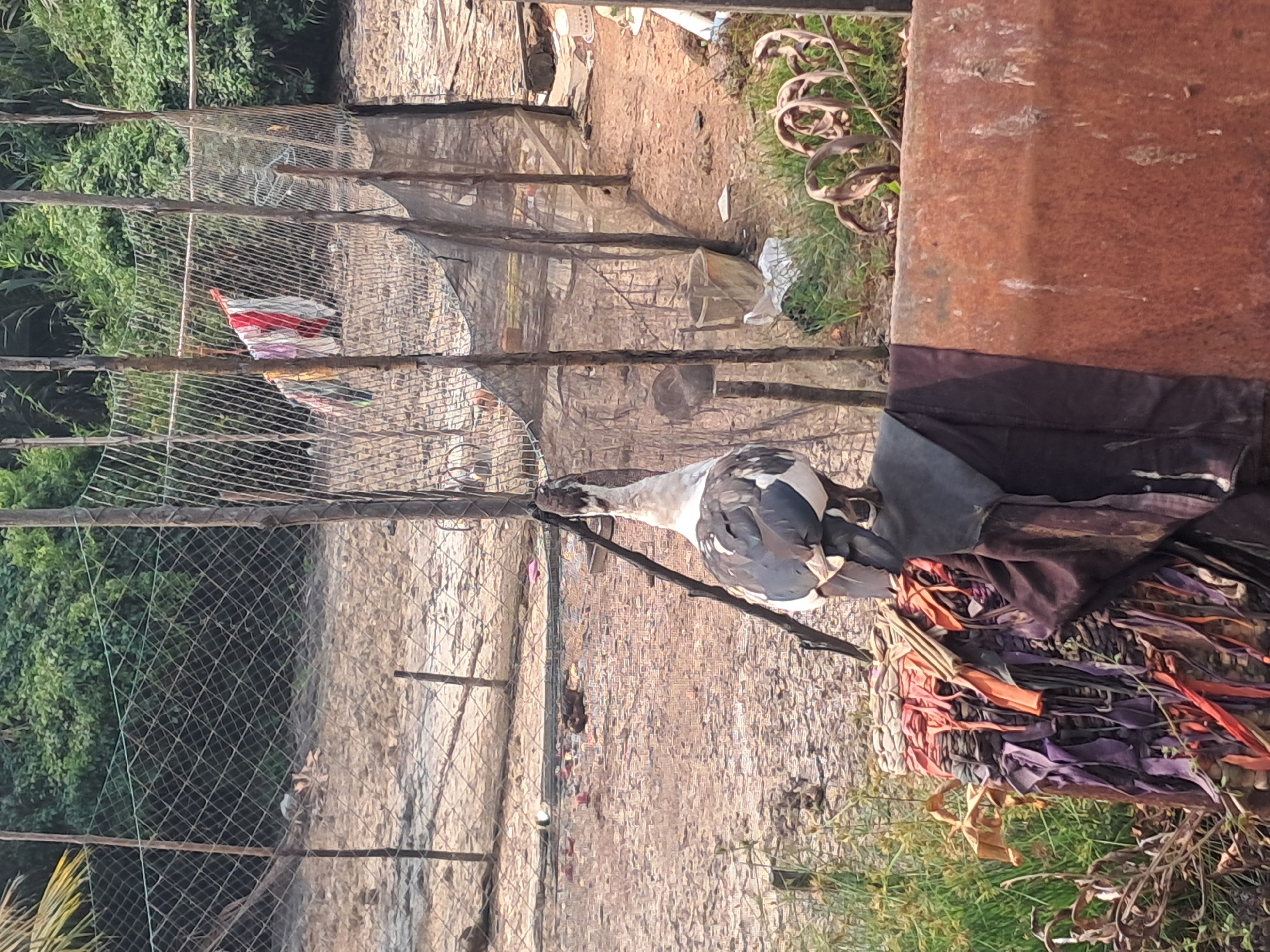 In the city of Mempawah, Indonesia, a solitary duck stands perched atop a structure adorned with colorful fabric scraps. The duck, with its distinctive black and white plumage, faces away from the viewer, its head turned slightly to the side. Behind the duck, a wire fence encloses a sandy area dotted with scattered debris, including discarded items and what appears to be another duck lying on the ground. Further in the background, a dense wall of green foliage hints at the surrounding natural environment. A few items of clothing are visible hanging on the fence, suggesting human activity in the area. The scene is characterized by its rustic, unkempt appearance, with elements of both nature and human presence.