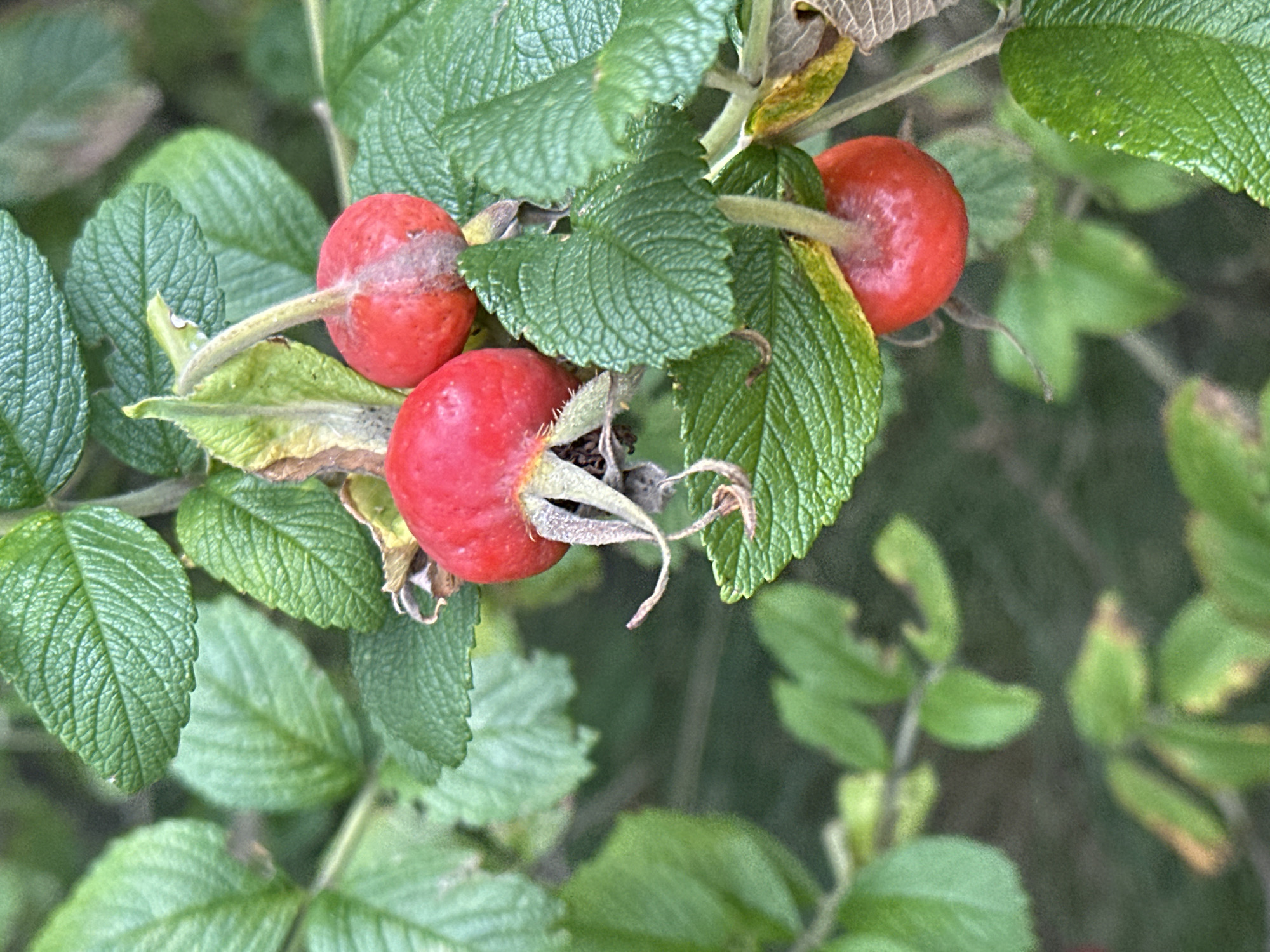 This is a close-up, vertically oriented, eye-level shot of several bright red rosehips on a branch, surrounded by green leaves. The rosehips are oval-shaped and have a textured surface. Some have visible sepals at the base. The leaves are serrated and veined. The background is a soft-focus blur of green and brown, suggesting a natural outdoor environment. There is no indication of Podolsk, Russia or any other specific location in the image. There are no people or actions visible.