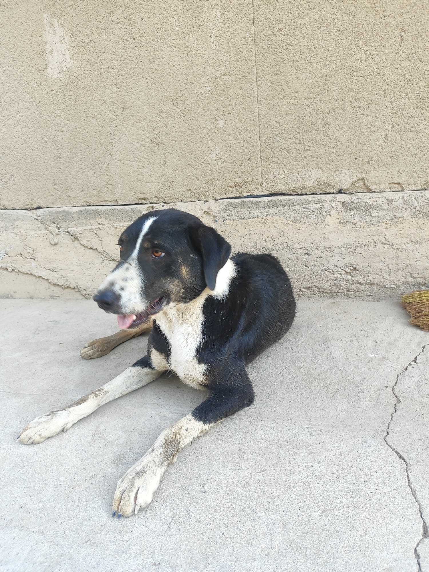 A black and white dog with tan markings around its eyes and on its legs is lying on a concrete surface in front of a textured beige wall. The dog is looking to its left with its tongue slightly out. Its front paws are extended forward. A broom with yellow bristles is visible on the ground to the right of the dog. The environment appears to be outdoors in a city, possibly Sultonobod, Tajikistan, given the rough concrete and stucco wall which are common features in some urban areas.