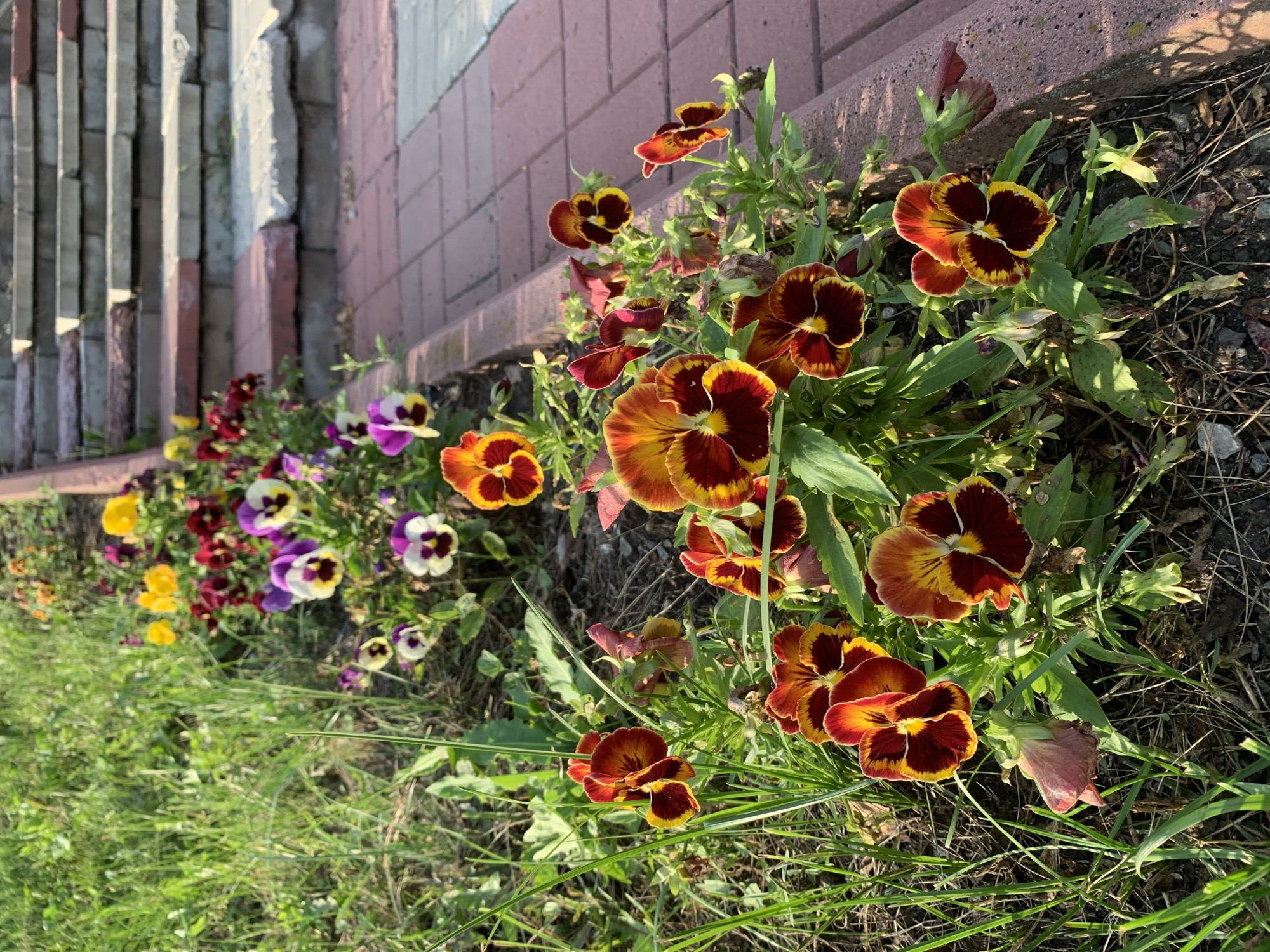 The image shows a flowerbed of pansies with red, yellow, and purple blooms. The flowerbed is located next to a set of stone stairs bordered by brick pavers. In the background, there is a grassy area. The scene is illuminated by sunlight, casting shadows. This is a common sight in Prokopyevsk, Russia, where such landscaping is often seen in public spaces and residential areas.