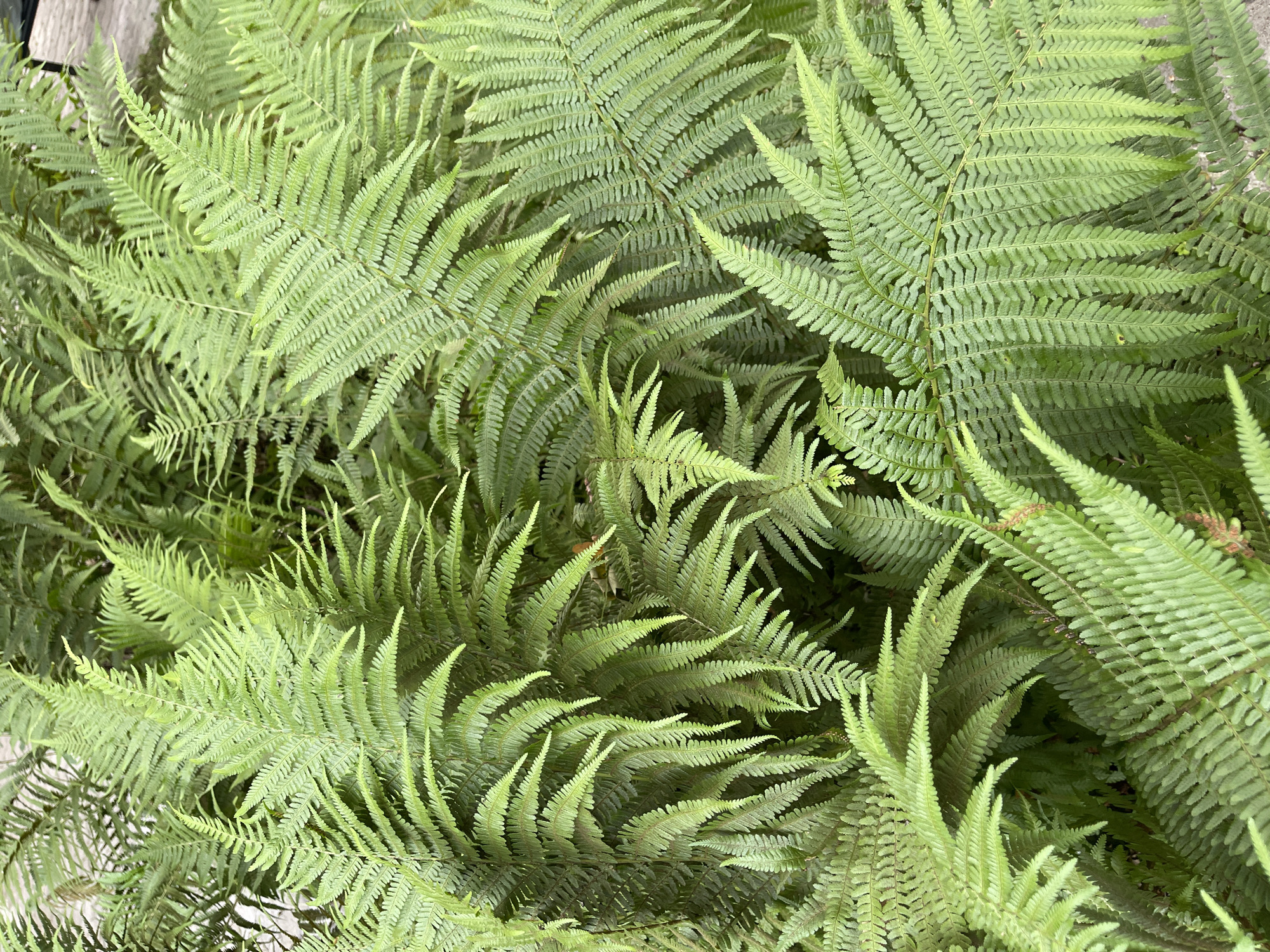 This is a close-up, overhead shot of a dense cluster of lush, green ferns. The fronds are finely serrated and overlap each other, creating a textured, layered appearance. The lighting is even, with no harsh shadows, suggesting an overcast day or a shaded area. The scene is devoid of any human presence or discernible man-made objects, giving the impression of a natural, undisturbed environment. No information regarding Svetlogorsk, Russia is discernible from the image.