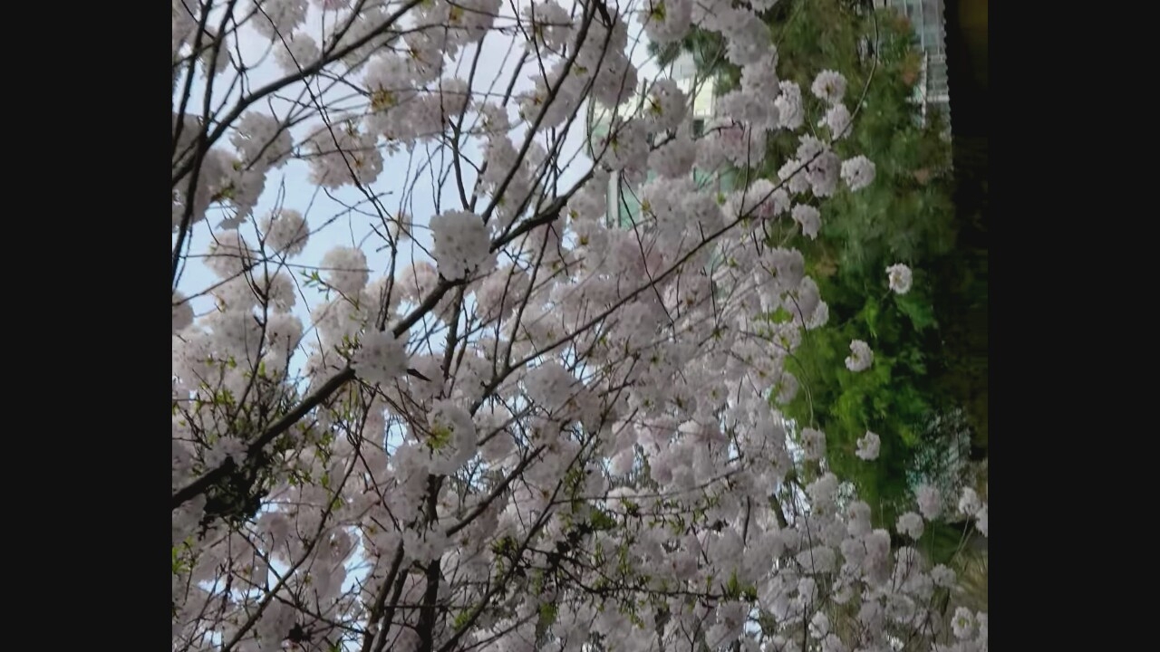 The image captures a close-up view of blooming cherry blossom branches against a backdrop of a slightly overcast sky. The blossoms are predominantly white with subtle pink tinges, clustered thickly along the branches. The branches themselves are dark and intricate, creating a delicate canopy. In the distance, through the foliage, hints of green trees and some buildings are visible, suggesting an urban park or residential area. The overall impression is one of springtime in bloom. No people or specific Vancouver landmarks are identifiable in this image.