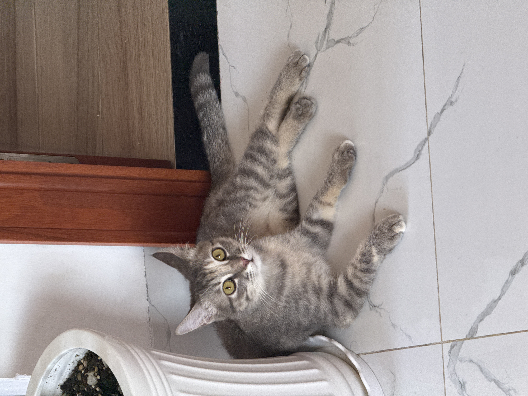A gray tabby cat with yellow eyes lies on a marble-tiled floor next to a white planter and a wooden doorframe. The cat is positioned to the left of the frame, with its head facing towards the viewer and its body stretched out. The floor appears to be inside a building, possibly a home, due to the presence of the planter and the door. The lighting suggests it is daytime. The scene is devoid of any human presence. The specific location in Bac Nha Trang Ward, Vietnam, cannot be determined from the visual information alone.
