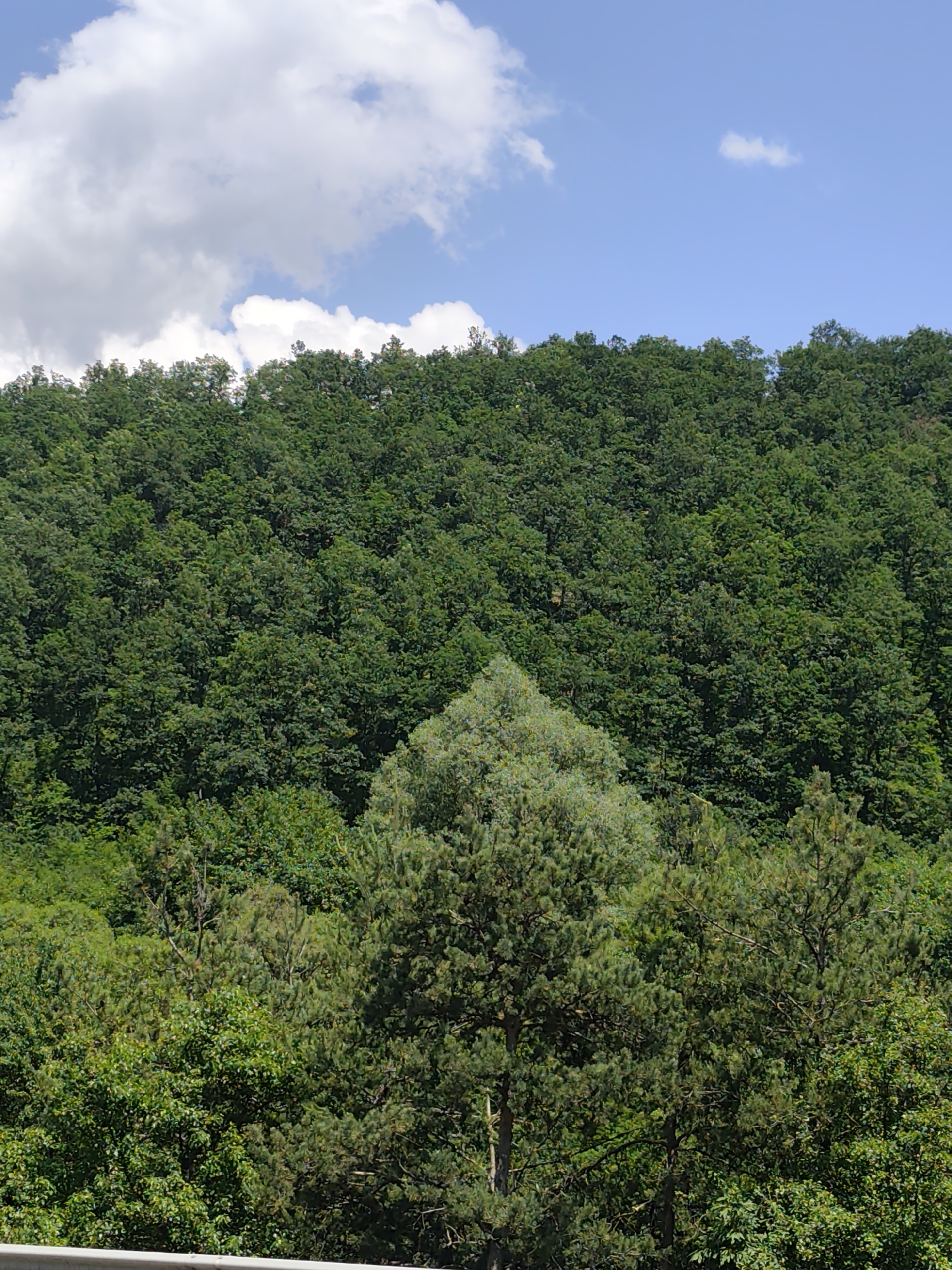 The image presents a dense forest covering an ascending slope under a partially clouded blue sky. Approximately the upper third of the frame shows a clear blue sky, with white cumulus clouds concentrated on the left side and a smaller, wispy cloud on the right. The remaining two-thirds of the image are filled with trees. The upper and middle sections of the forest appear as a continuous, undulating canopy of dark green, likely broadleaf deciduous trees, indicating a thick covering of foliage over distant terrain. In the foreground, individual trees become more distinct, displaying varied shades of green. A prominent, lighter green, conical-shaped tree, possibly a conifer, is centered in the mid-to-lower portion of the forest. Other coniferous trees with visible needle clusters and darker trunks are interspersed with broadleaf trees in the immediate foreground. A light-colored, horizontal barrier or railing is visible along the very bottom edge of the image, suggesting a viewpoint. There are no people, animals, or specific man-made structures visible within the forest. The scene depicts a natural landscape, location Unknown, Unknown.
