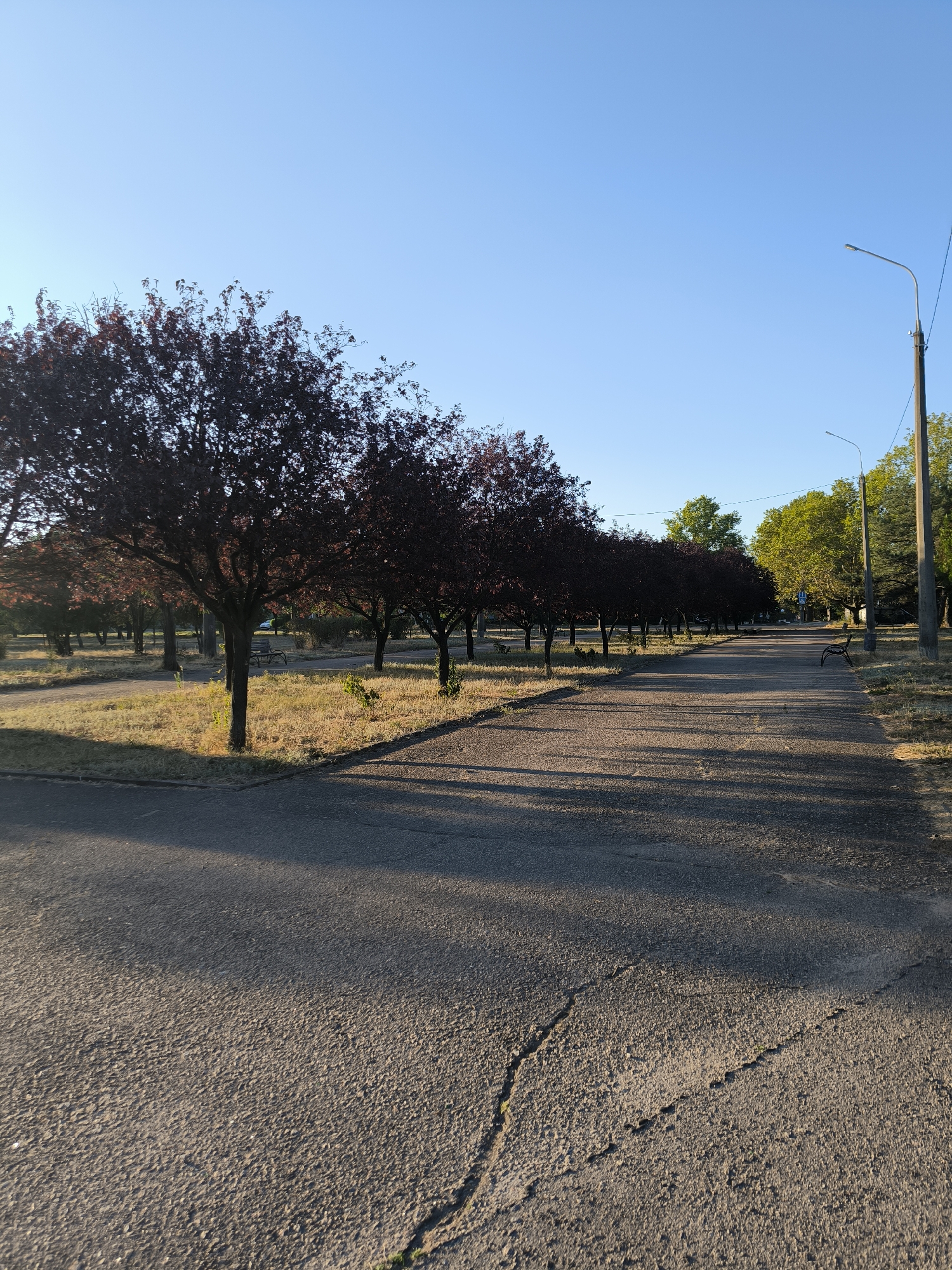 The image depicts a park pathway lined with a row of trees with dark foliage on the left and a brighter green tree on the right. The pathway is paved with asphalt and shows visible cracks. Sunlight casts long shadows from the trees across the path. In the distance, there are streetlights and what appears to be a bench. The sky is clear and blue. The overall scene suggests a public park or a tree-lined avenue in an urban setting. While the location is identified as Mykolaiv, Ukraine, specific landmarks or contextual clues to confirm this are not readily apparent within the image itself.