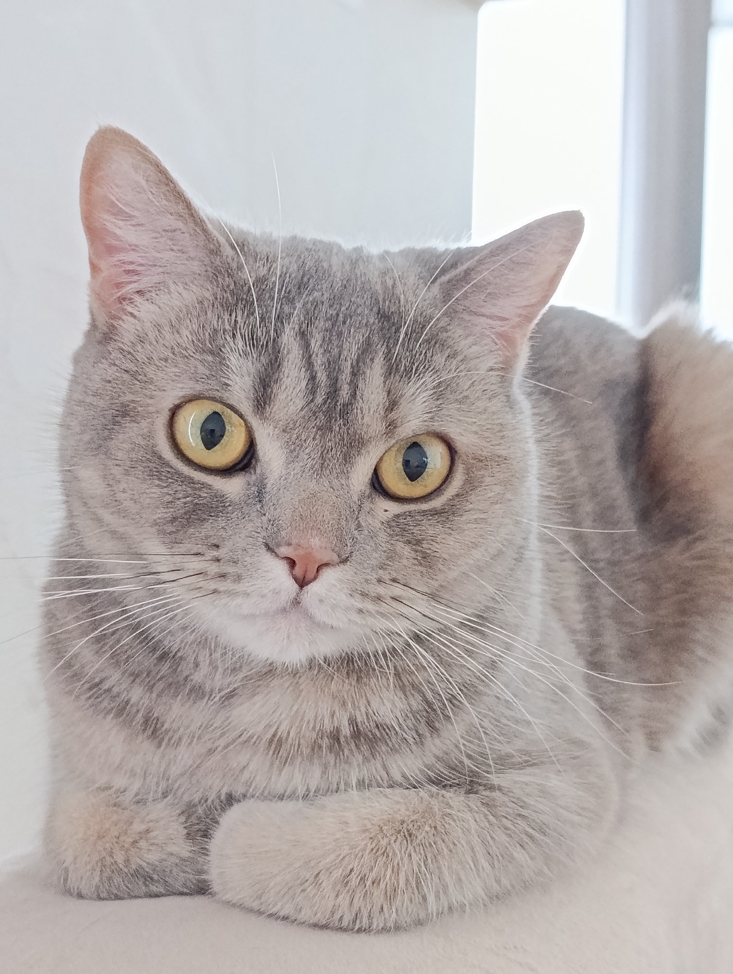 A gray tabby cat with yellow eyes is sitting indoors. The cat is facing forward, with its paws tucked underneath its chest. The background is blurred and consists of white walls and a window. There is no information available about the location being in Chaikovsky, Russia, from the given image.