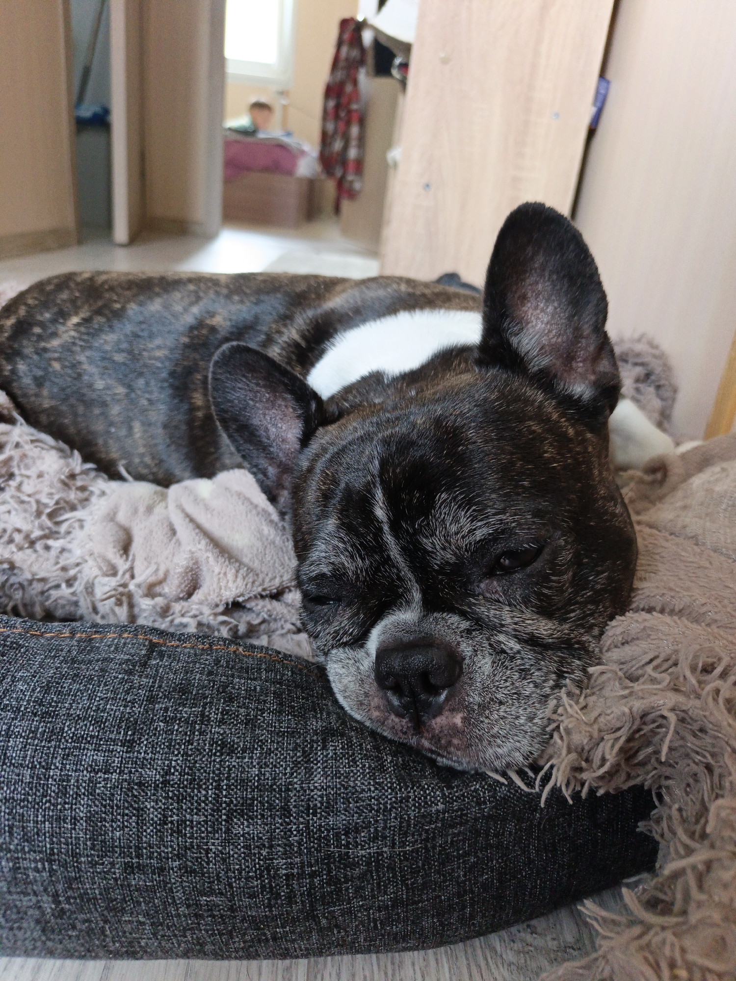 A brindle French Bulldog lies on a dog bed indoors. The dog is resting its head on a fluffy blanket, with its eyes closed and its body partially obscured by the blanket. The dog bed is dark gray with orange stitching. In the background, a doorway leads to another room where a child is visible sitting on a bed. A wooden closet is also present in the background. The floor appears to be made of light-colored wood. The image is taken from a slightly elevated angle, focusing on the dog.