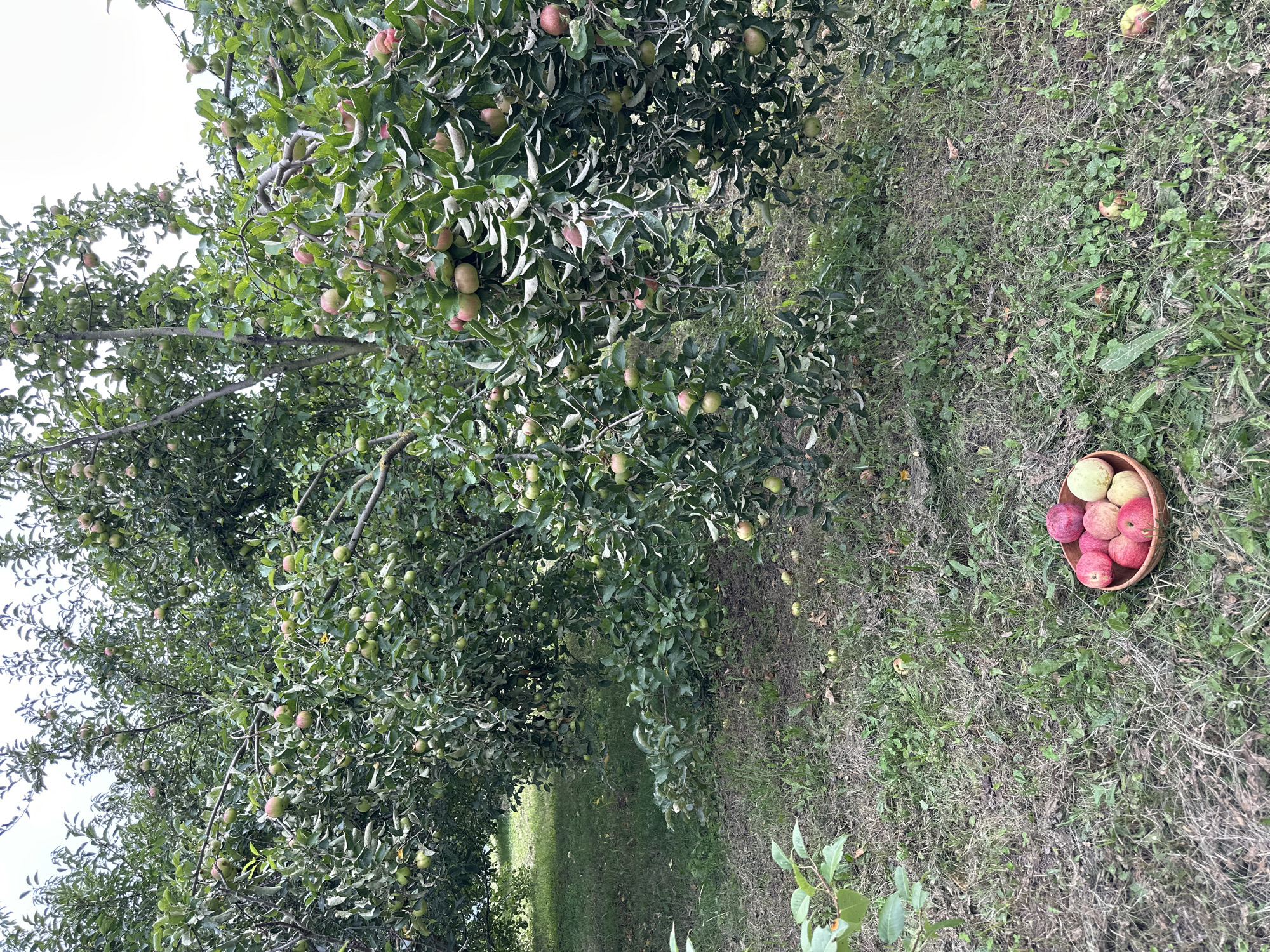 An outdoor scene depicts an apple orchard under an overcast sky, likely in the village of Verkhneye Kazachye, Russia. Several apple trees laden with green and red fruit dominate the frame. Their branches are heavily laden, with many apples visible among the dense green foliage. Some apples have fallen to the ground. In the foreground, a rustic wooden bowl holds a collection of freshly picked apples, predominantly red with a few lighter-colored ones. The ground is covered in grass and scattered fallen leaves and apples, indicating a harvest in progress or recently concluded. No people are visible in the image.