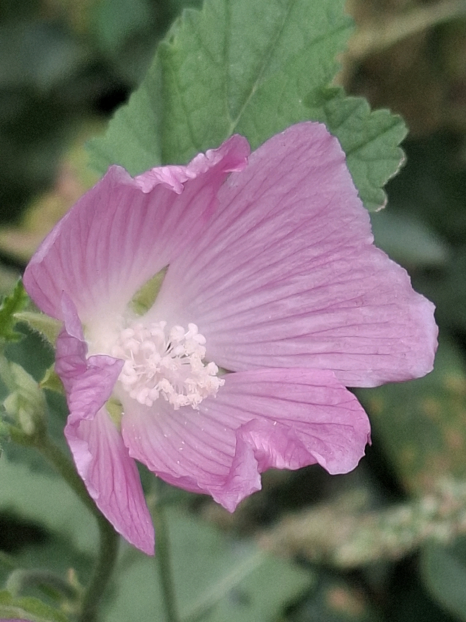 This is a close-up, slightly low-angle shot of a single, delicate pink mallow flower in bloom. The flower has five prominent petals that are a pale pink, fading to white at the center. The petals have visible veins and a slightly ruffled edge. In the center of the flower, a cluster of white stamens is visible, tipped with tiny, light-colored anthers. The background is softly blurred, showing green foliage and hints of brown earth, suggesting a natural outdoor setting. There is no indication of the city of Almaty, Kazakhstan, within the image itself.