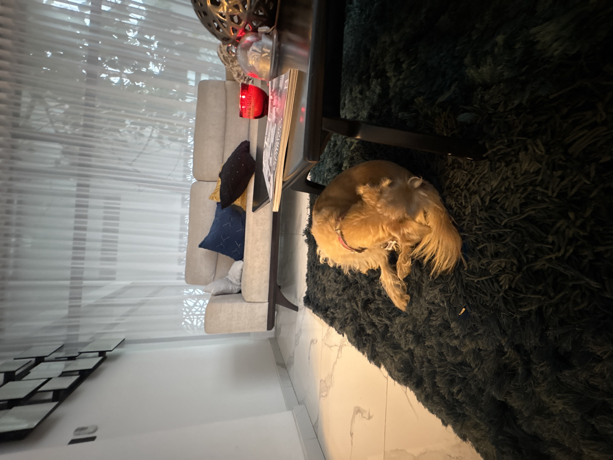 A tan dog with a pink collar is curled up on a dark green shag rug. A gray couch with dark and gold-colored pillows is next to a black table with a candle, book, and decorative spheres on top. Behind the couch is a window with translucent blinds. On the wall is an arrangement of black tiles. The floor is white marble. The location is most likely indoors. There is no verifiable information that can prove the location to be San Bernardino Tlaxcalancingo, Mexico.