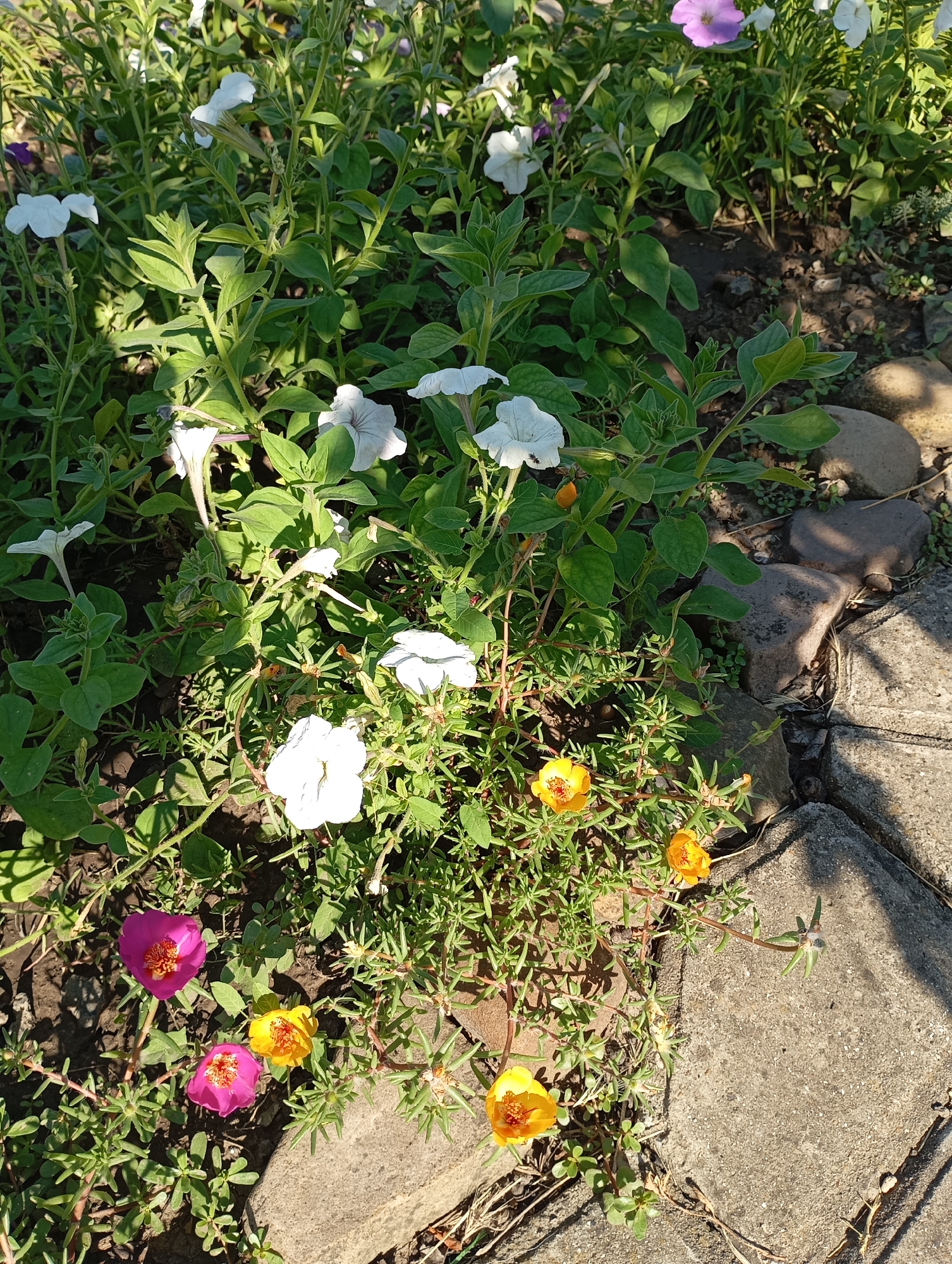 This is a close-up, eye-level, outdoor, daytime photograph of a flowerbed located in Karagash, Moldova. The flowerbed is filled with a variety of flowering plants, predominantly petunias and portulaca. The petunias are mostly white with some purple blossoms visible in the background. The portulaca flowers are vibrant pink and yellow. The plants are growing in dark soil, with some weathered grey paving stones visible in the lower right corner of the frame, suggesting an urban or suburban garden setting. The lighting suggests a sunny day, with shadows cast by the plants and paving stones. There are no people or animals visible in the image.
