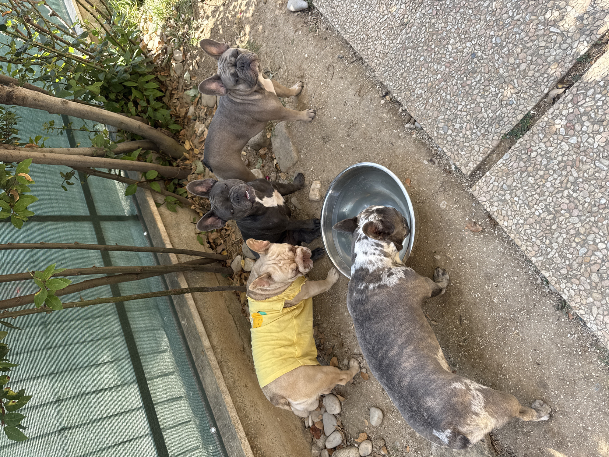 Four French Bulldogs are in an outdoor, gravelly area in San Benedetto del Tronto, Italy. One bulldog is wearing a yellow shirt with a cartoon image. It stands near a large, silver metal bowl, which appears to be filled with water. Another bulldog, a grey brindle, is drinking from the bowl. The other two bulldogs, one dark grey and one blue, are standing further away from the bowl. The ground is covered in dirt, gravel, and small rocks. A green mesh fence is visible in the background, along with a concrete wall and some trees and foliage. The area is paved with concrete tiles in the foreground.