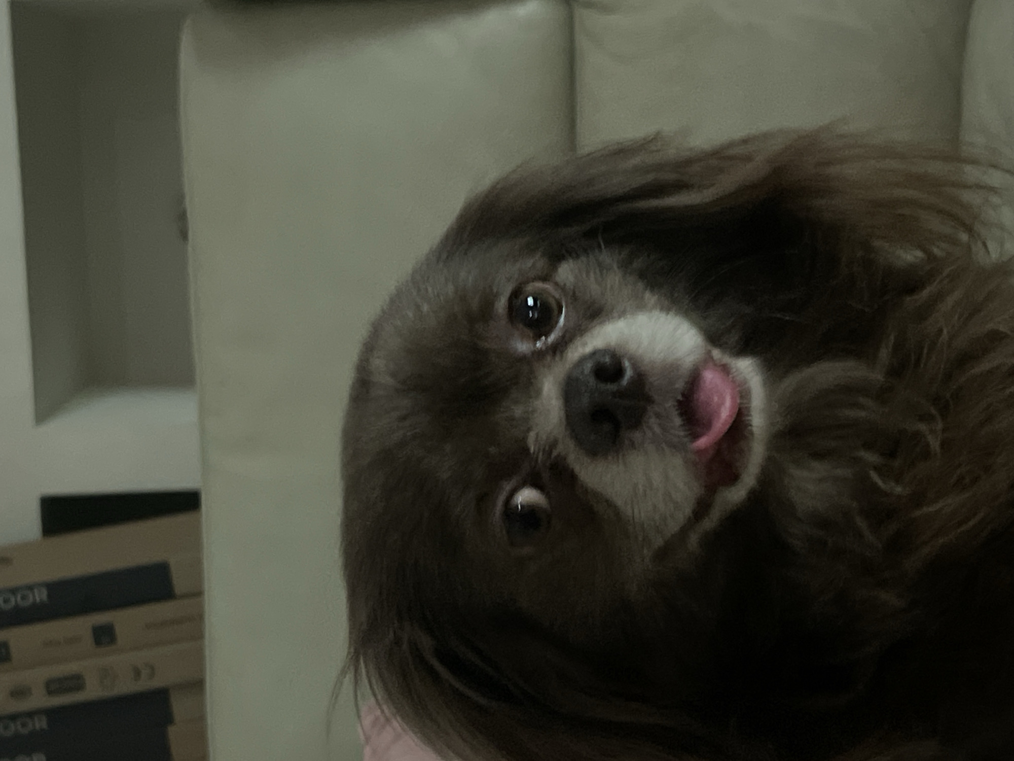 A close-up, low-angle, indoor shot features a small, dark-haired dog with its tongue slightly out, resting on a light-colored upholstered surface, likely a couch. The dog's fur is dark brown and appears fluffy, framing its face. Its eyes are wide and dark, and its snout is a lighter greyish-brown. The background is out of focus, but appears to be a wall with some cardboard boxes stacked vertically. The lighting is dim, casting shadows and highlighting the dog's features. The scene does not provide any information about the city of Netanya, Israel.