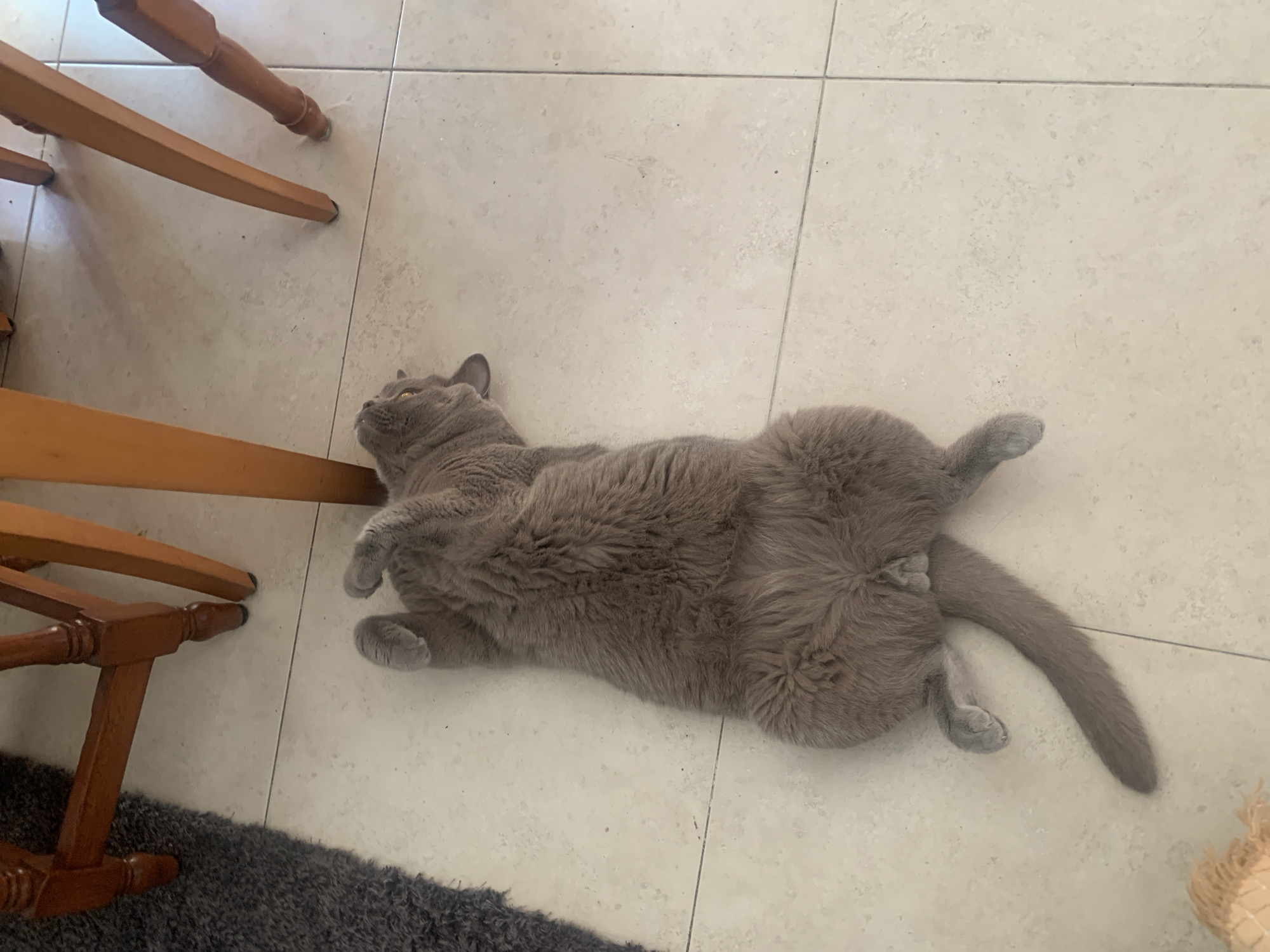 A grey British Shorthair cat is lying on its back on a tiled floor, appearing relaxed and possibly asleep. Its legs are splayed out, and its body is extended. The cat is positioned beneath a wooden table, the legs of which are visible in the frame. To the left of the cat, a dark grey rug is partially visible. The scene appears to be an indoor environment, likely a home, possibly in Odivelas, Portugal.