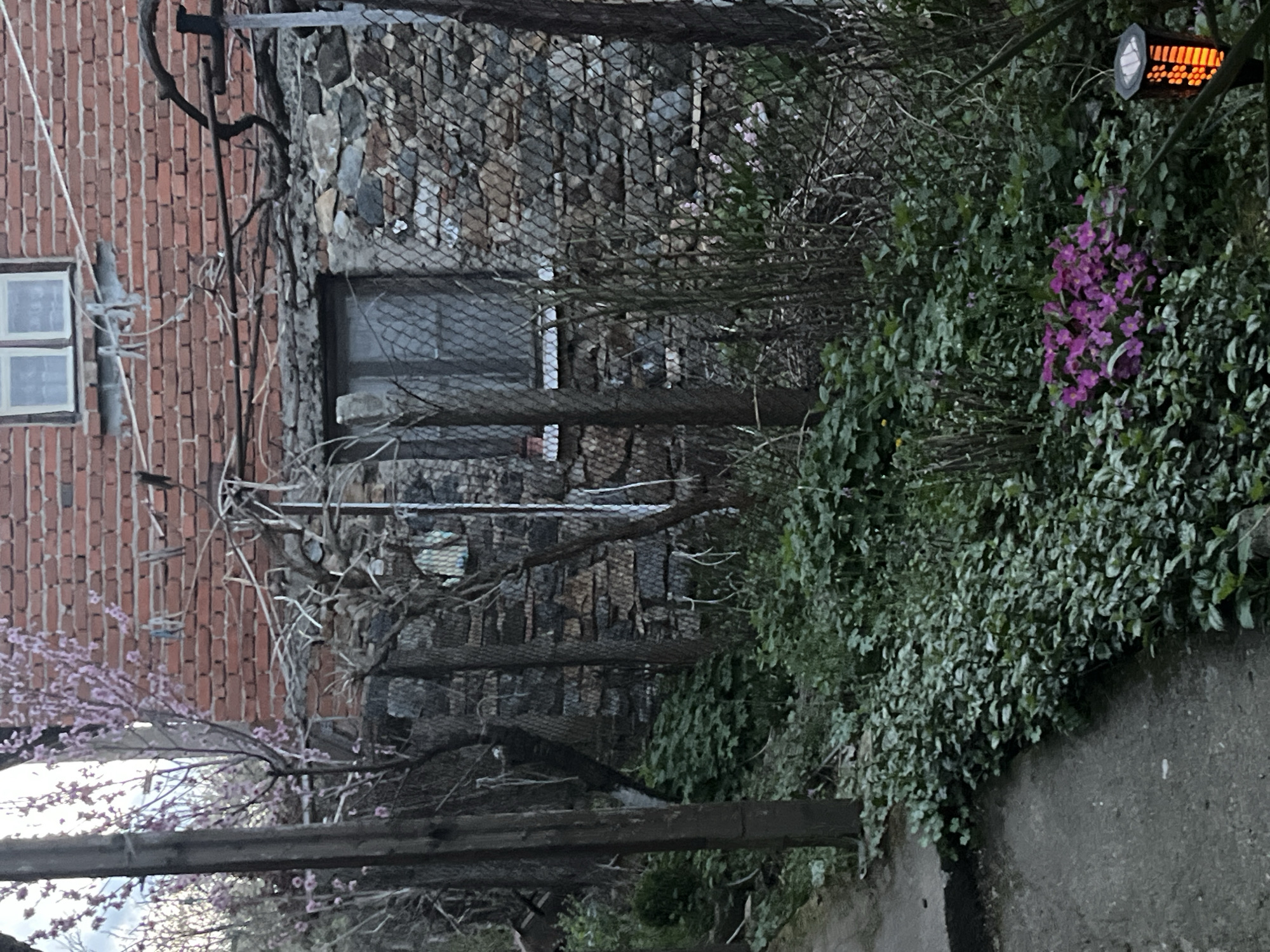 The image shows a weathered urban landscape. A brick building stands adjacent to a stone structure covered with a chain-link fence. Vegetation, including flowering plants, sprawls along a wall or embankment. A portion of a walkway or road is visible in the foreground. A metal lamp is seen mounted among the plants. The location is Varshilo, Bulgaria.