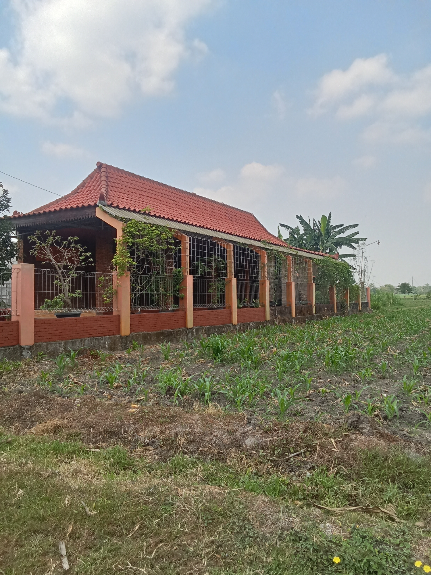A horizontal, eye-level, medium shot captures a modest, single-story house with an orange tiled roof, situated in the village of Ngumpul, Indonesia. The house features a covered porch area with a metal grate that extends along the side of the building, interspersed with orange-painted pillars. Lush green vines climb up the grate and pillars, adding a touch of nature to the structure. A small, barren tree in a pot stands to the left, within the fenced area. The foreground is dominated by a cultivated field, likely a cornfield, with rows of young green plants stretching towards the horizon. The sky above is a light blue, dotted with scattered white clouds. To the right of the house, a banana tree stands tall, its broad leaves reaching towards the sky, hinting at the tropical climate of the region. The overall impression is one of rural simplicity, with the house blending harmoniously with its agricultural surroundings.