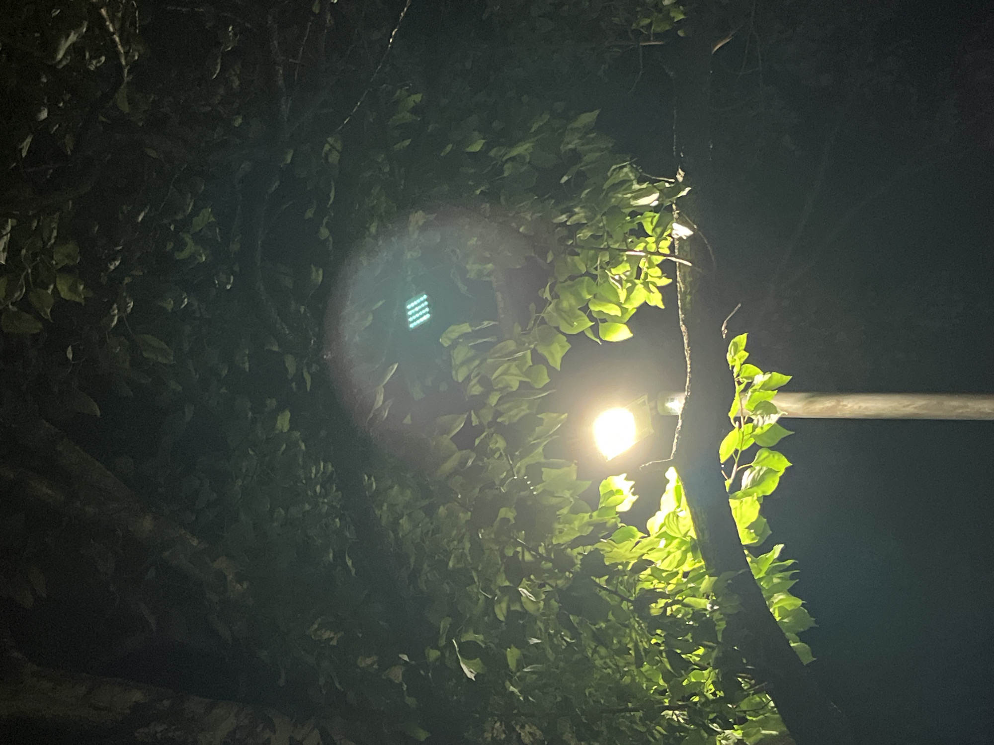 The image, taken at night, depicts a tree with leaves illuminated by a light source, likely a street lamp. The scene also includes a pole, probably part of the lighting fixture. The presence of the leaves suggests the image was taken in Shumen, Bulgaria. The location is likely a park or a street with trees. The specific positioning of the light suggests it is part of the street lighting.