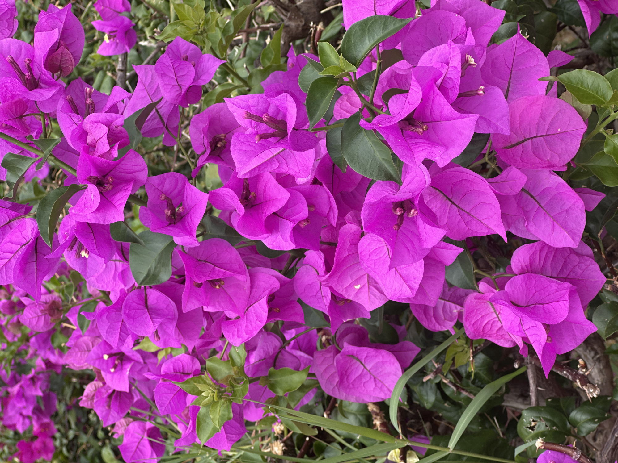 The image presents a dense cluster of vibrant purple bougainvillea flowers in full bloom. The blooms are the focal point, their bright color dominating the scene. Interspersed among the flowers are green leaves, providing a contrasting backdrop. The flowers and leaves appear to be growing on a bush or vine, with glimpses of stems and branches visible. The image captures a close-up view, emphasizing the texture and detail of the petals and foliage. The photograph was taken in Unknown, Unknown.