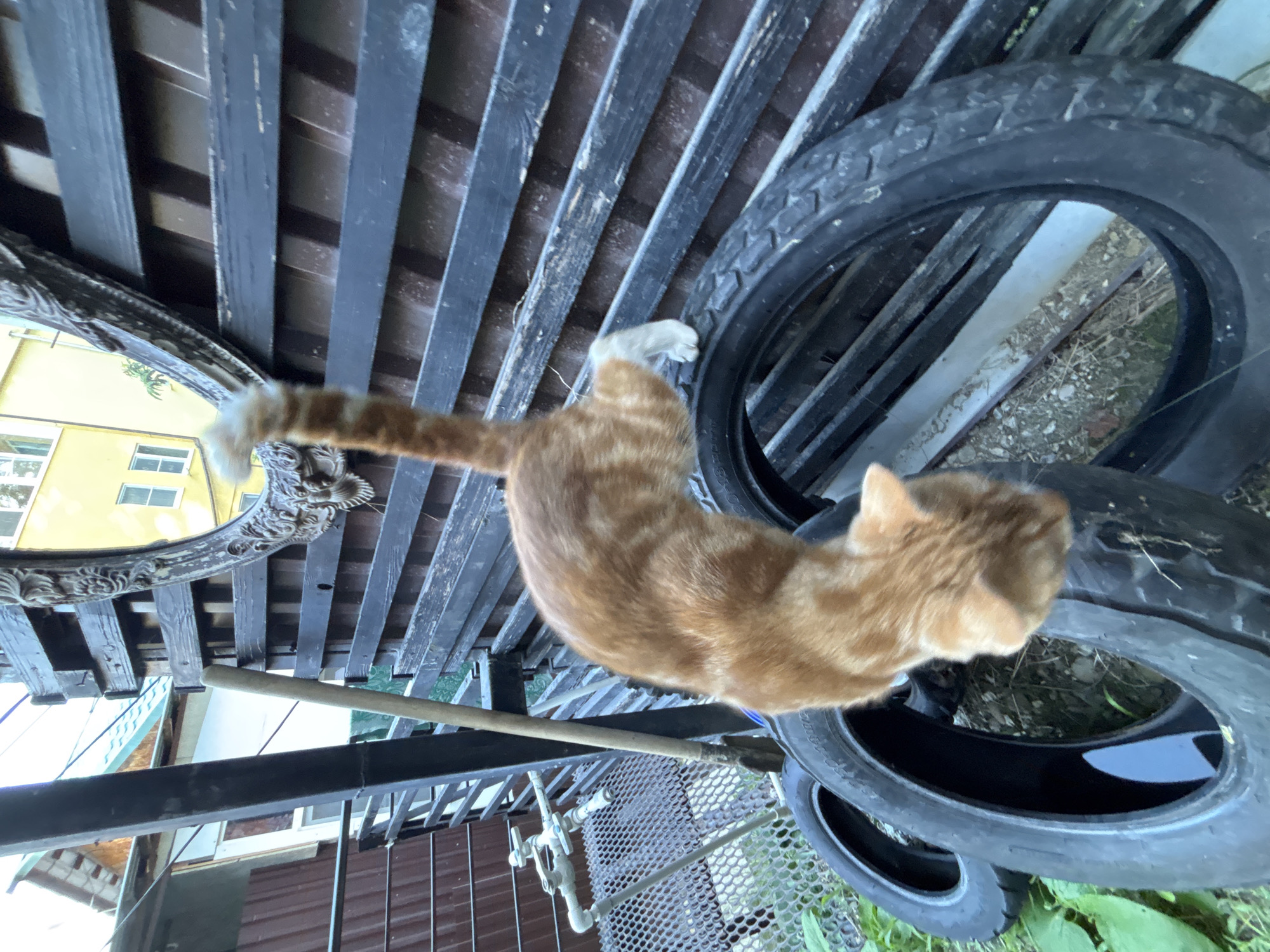 An orange tabby cat is captured mid-leap, its body arched as it moves from a black wooden fence towards a pile of tires. The cat's tail is raised high, and its white paws are extended. The scene appears to be an outdoor setting, possibly a backyard or alley, with elements of disarray including stacked tires, a metal fence, and greenery. In the background, a yellow building is visible, along with a decorative mirror frame leaning against the fence. The lighting suggests it is daytime, with natural light illuminating the scene. The location is stated to be Sochi, Russia, though this cannot be visually verified from the image alone.