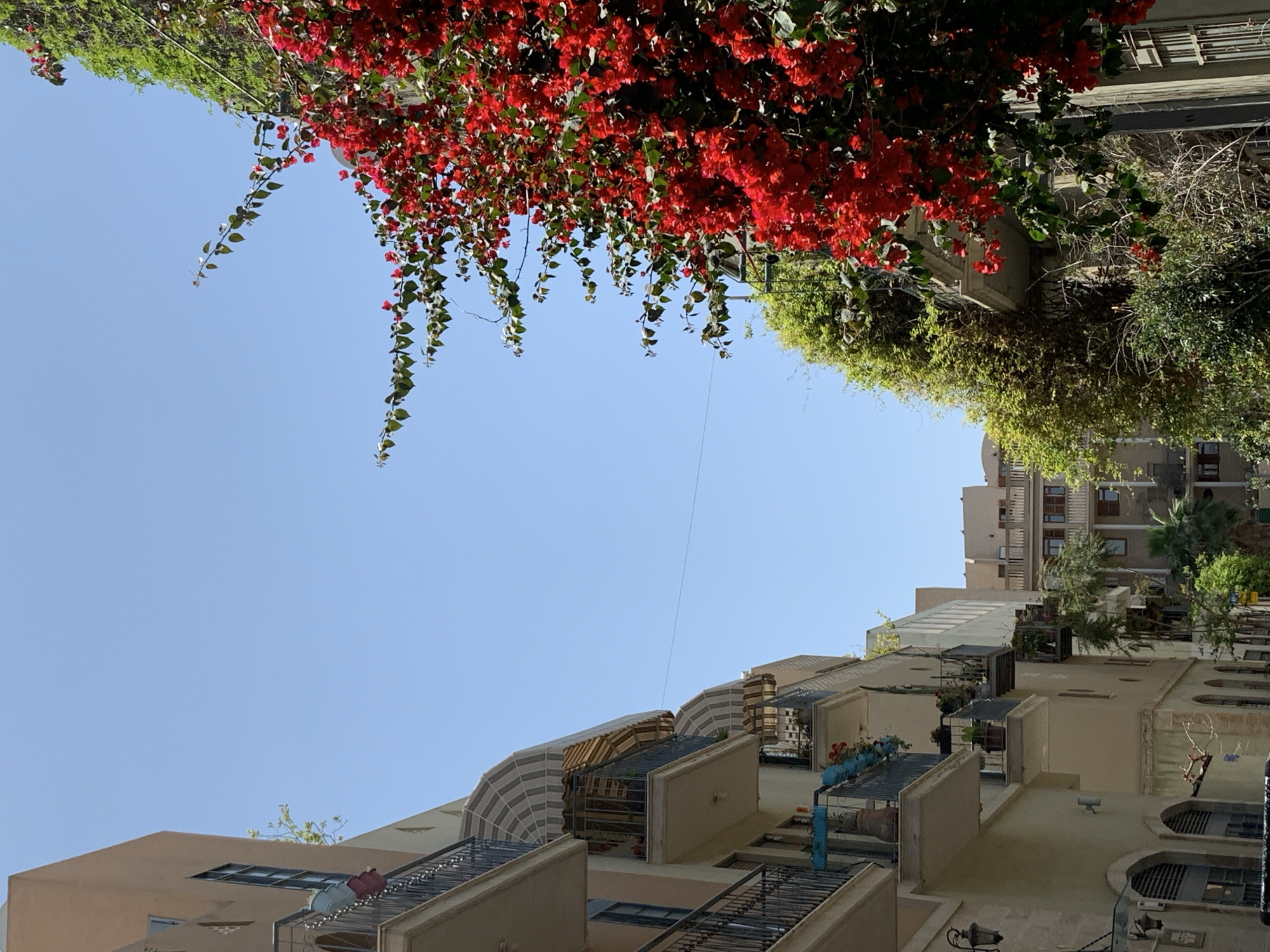 The image shows a view upwards in Tel Aviv, Israel, towards buildings with balconies under a clear blue sky. Red flowering vines hang down from the top left, with green foliage on the upper right. The buildings are various shades of beige and feature differing balcony designs, some with enclosed or semi-enclosed structures. One building in the background is taller with multiple windows. Balcony railings are mostly dark, and some have plants.