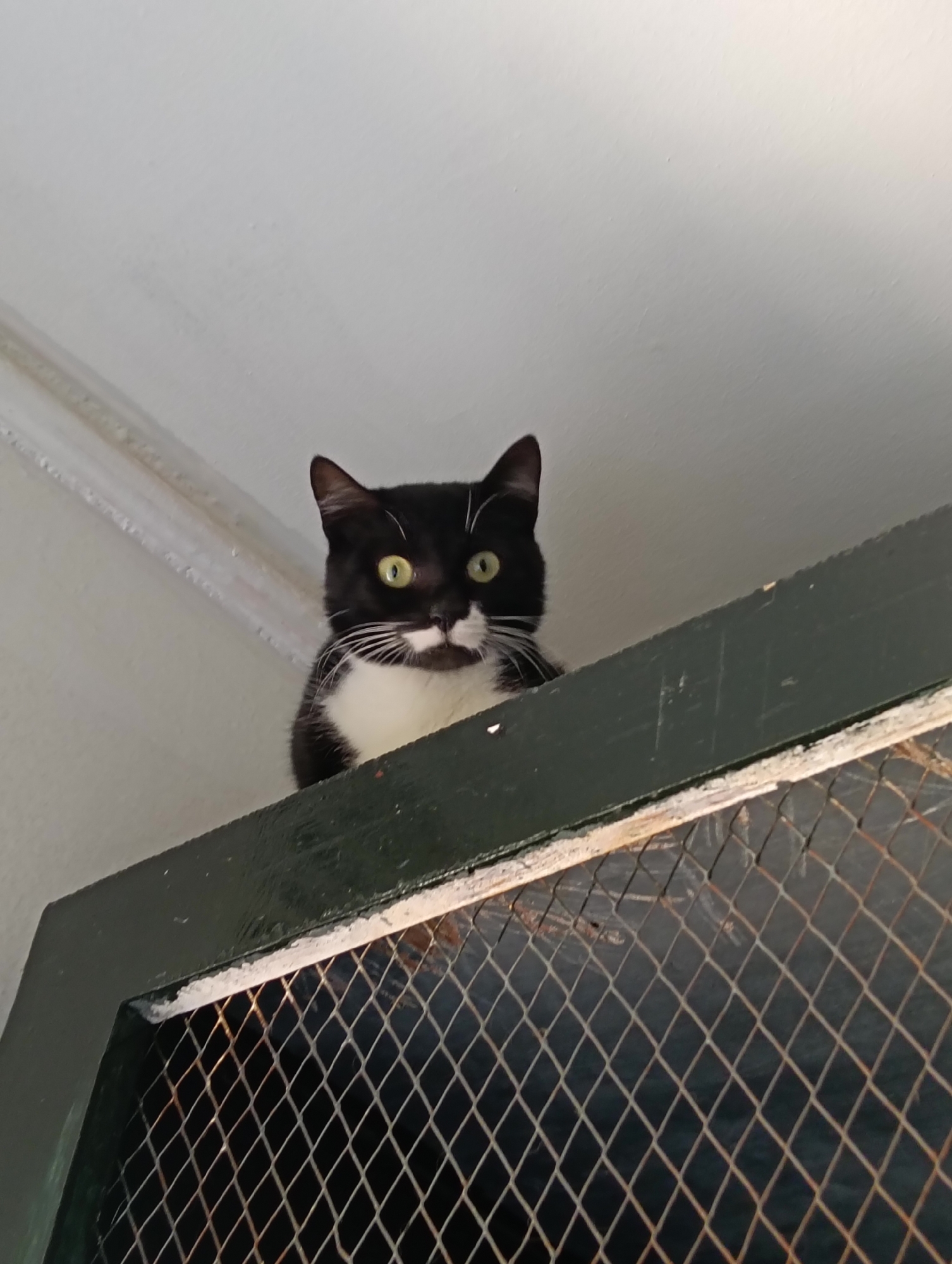 A medium shot depicts a black and white tuxedo cat perched atop a dark green, wire-mesh door or cabinet. The cat's eyes are green and it stares directly at the camera. The background consists of a white ceiling with a molding detail along the corner of the room. The location is not discernible from the image provided, and there is no indication that it is in Nairobi, Kenya.